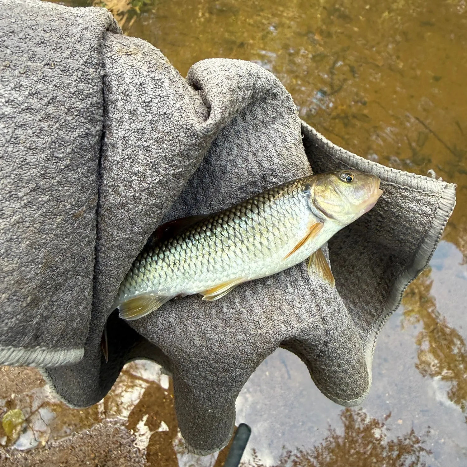 Creek chub caught on Fishbrain