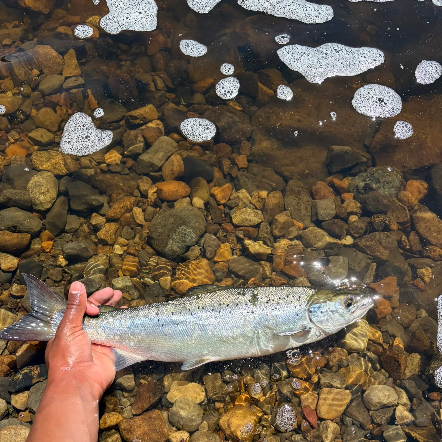 The most recent Landlocked atlantic salmon catches on Fishbrain