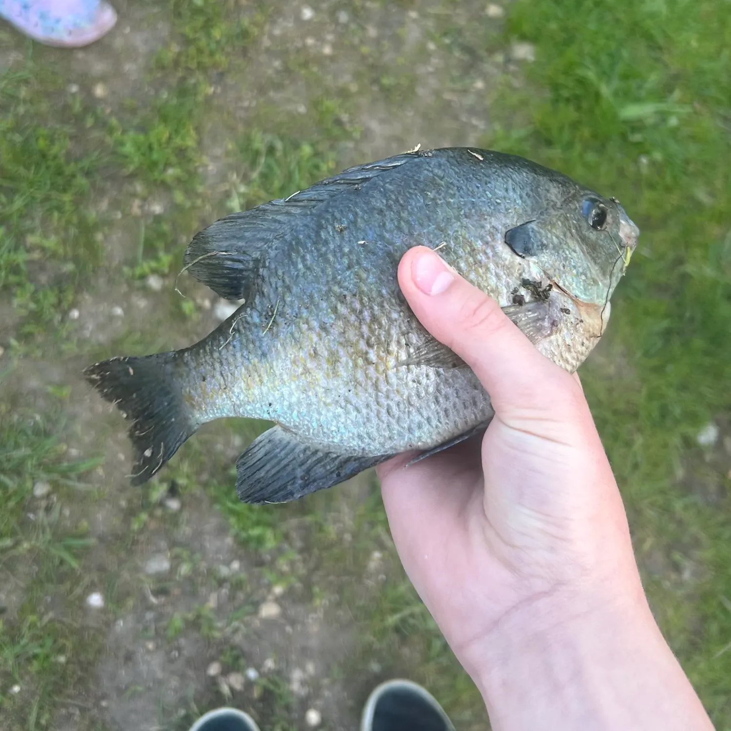 catch