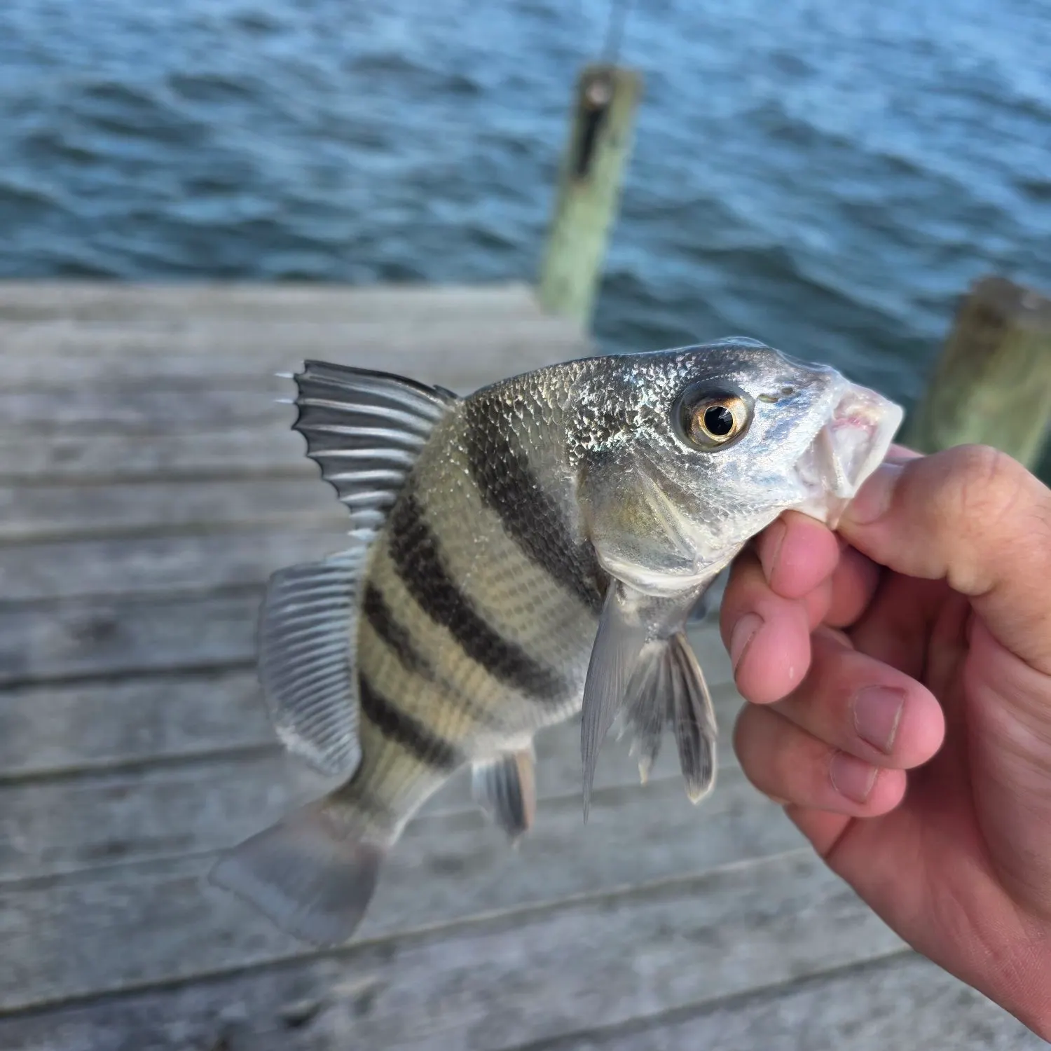 Black drum caught on Fishbrain
