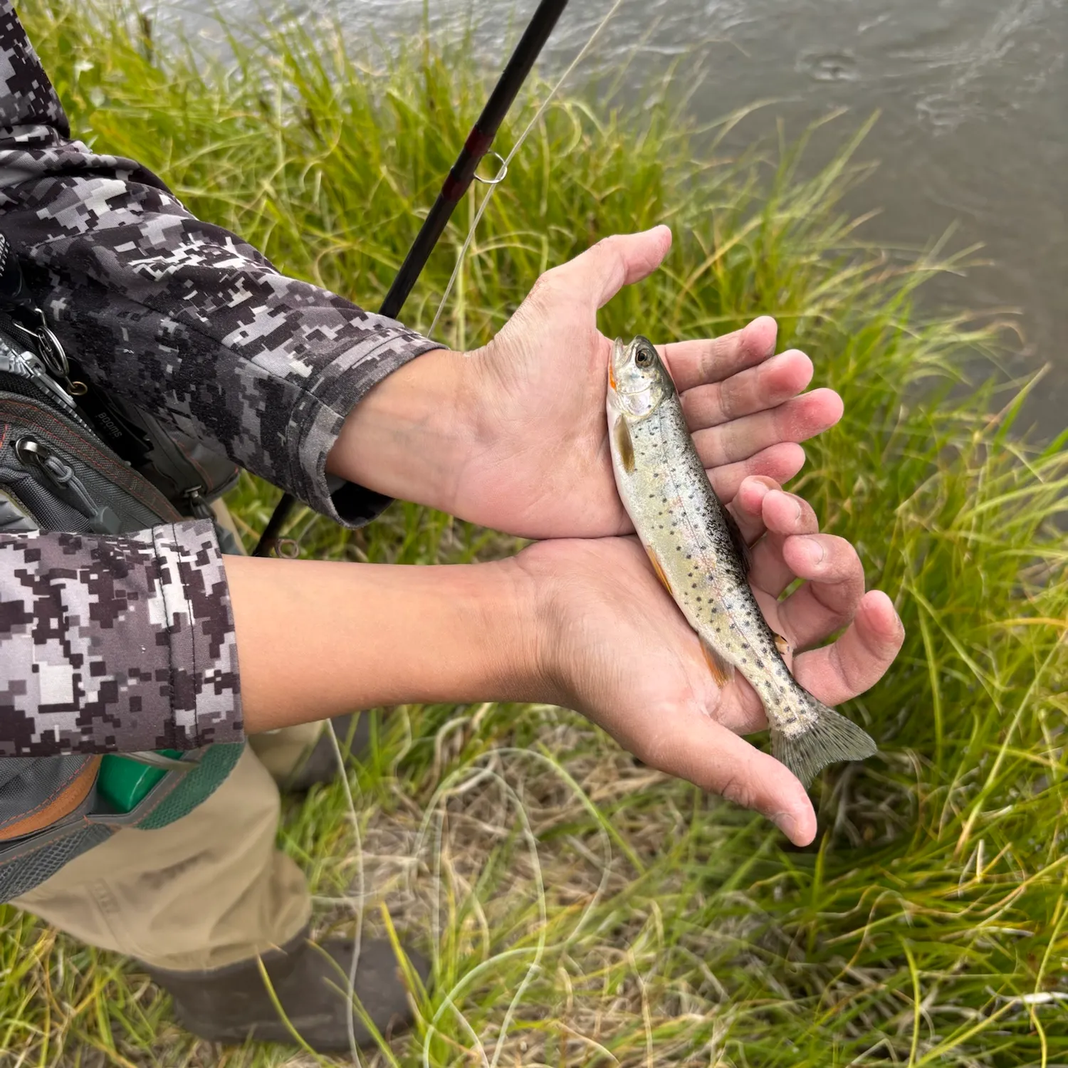 The most recent Westslope cutthroat trout catches on Fishbrain