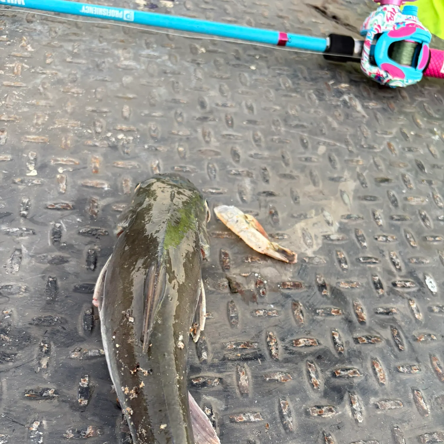 The most recent Hardhead sea catfish catches on Fishbrain