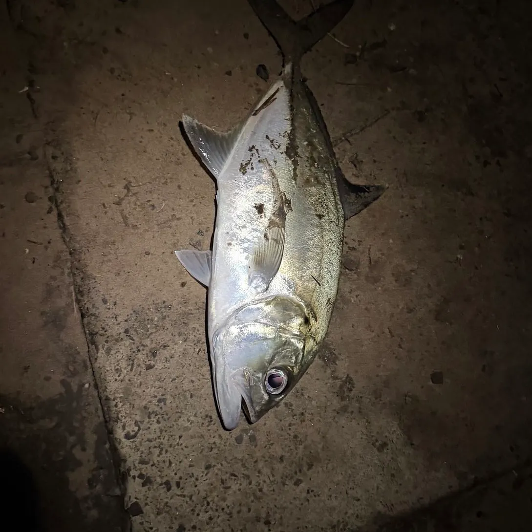 The most recent Giant trevally catches on Fishbrain
