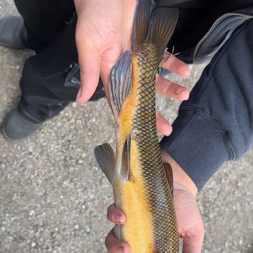 The most recent White sucker catches on Fishbrain