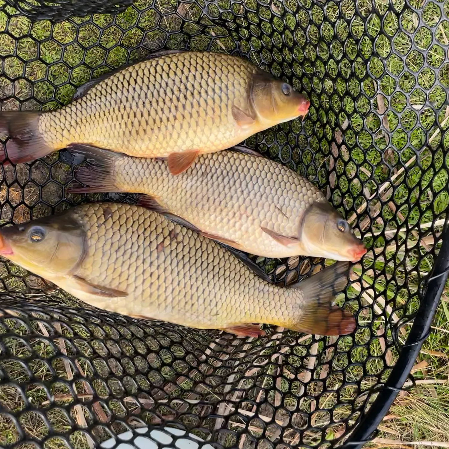 Common carp caught on Fishbrain