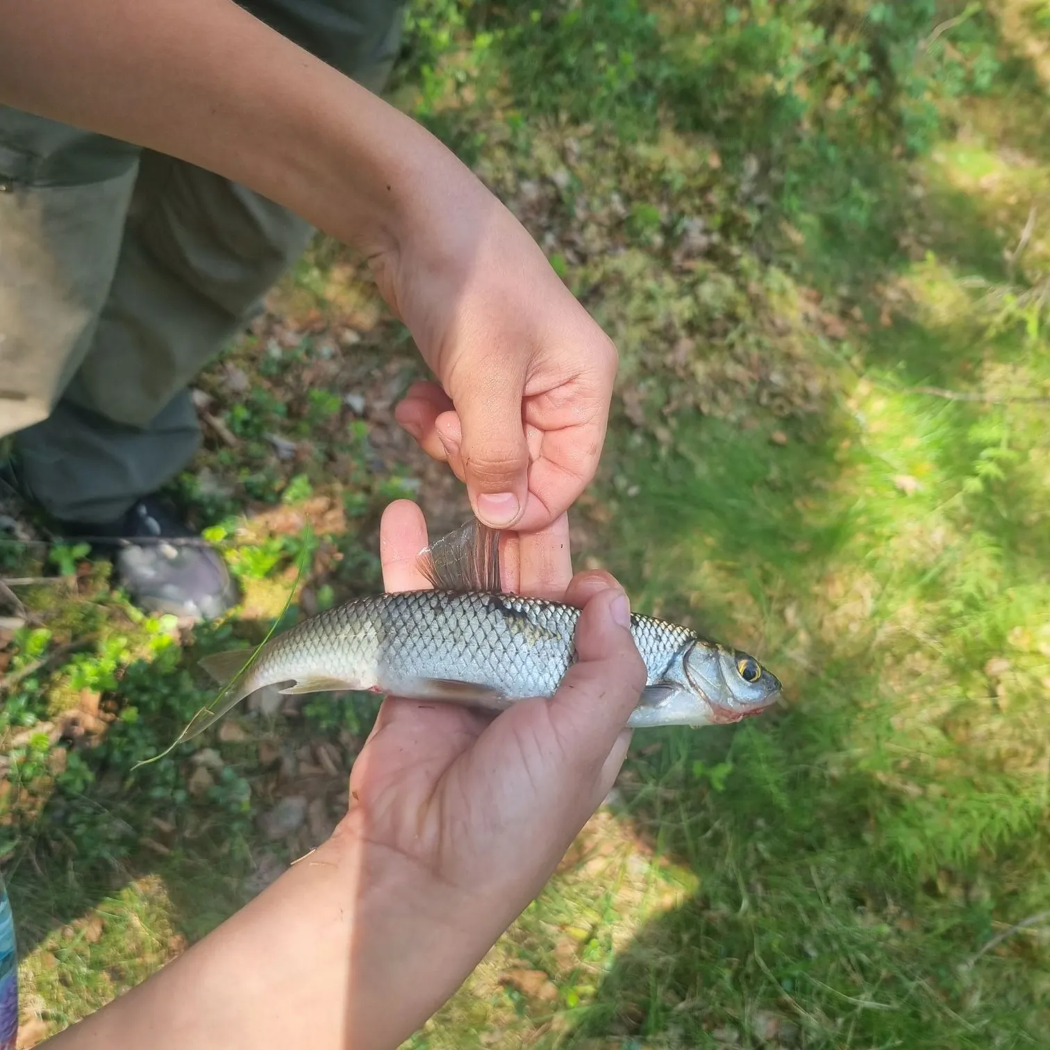 The most recent European whitefish catches on Fishbrain