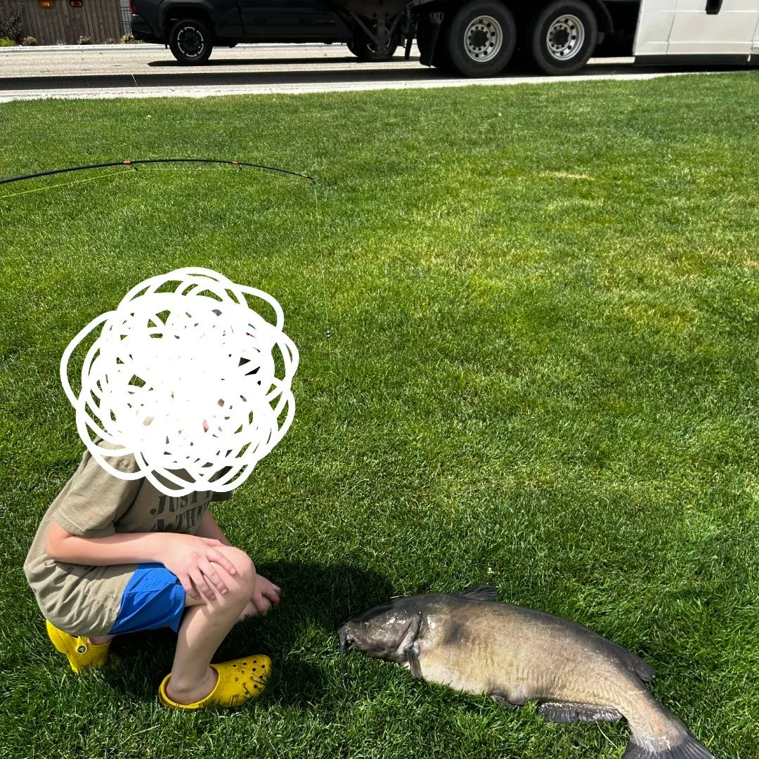 Channel catfish caught on Fishbrain