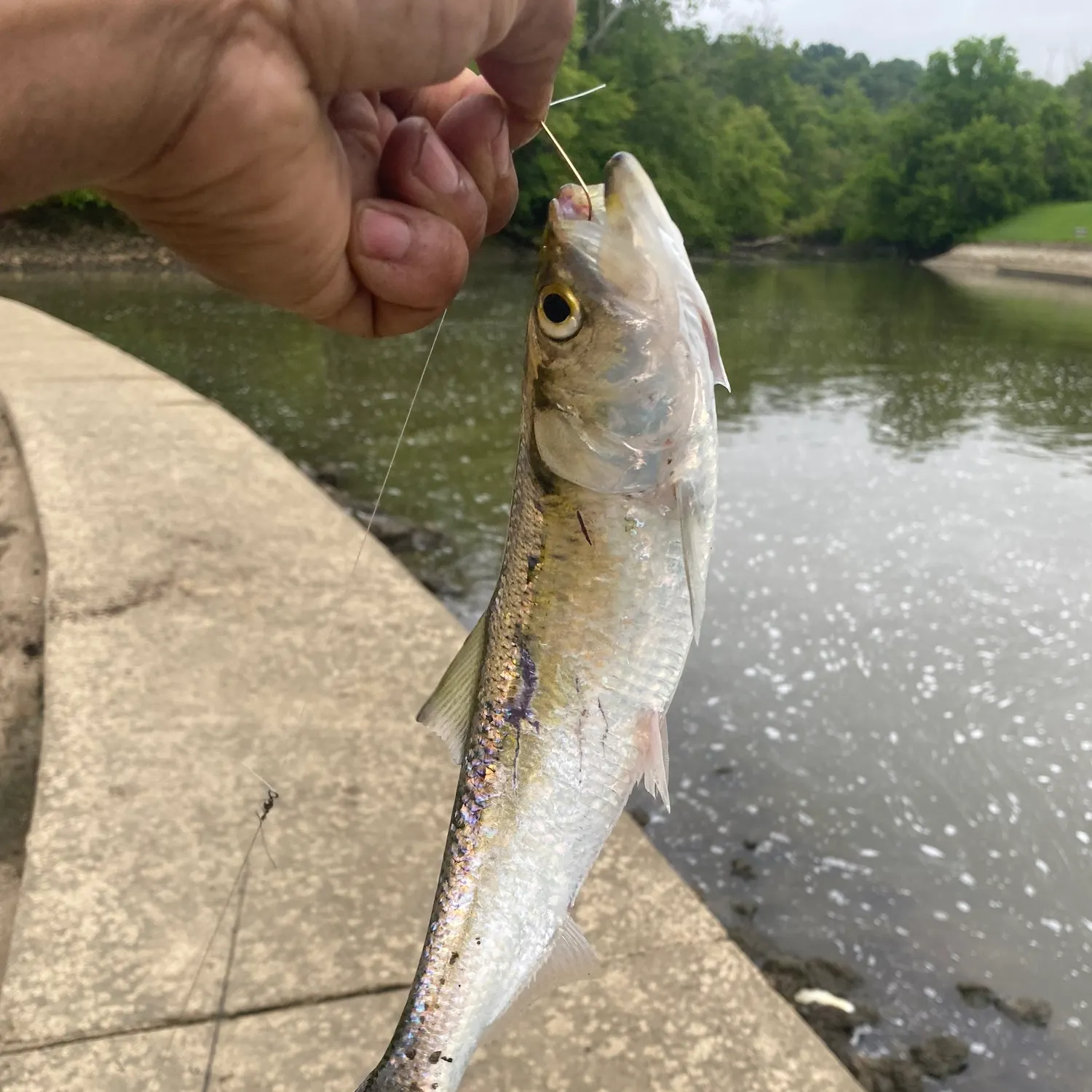 most liked catch image