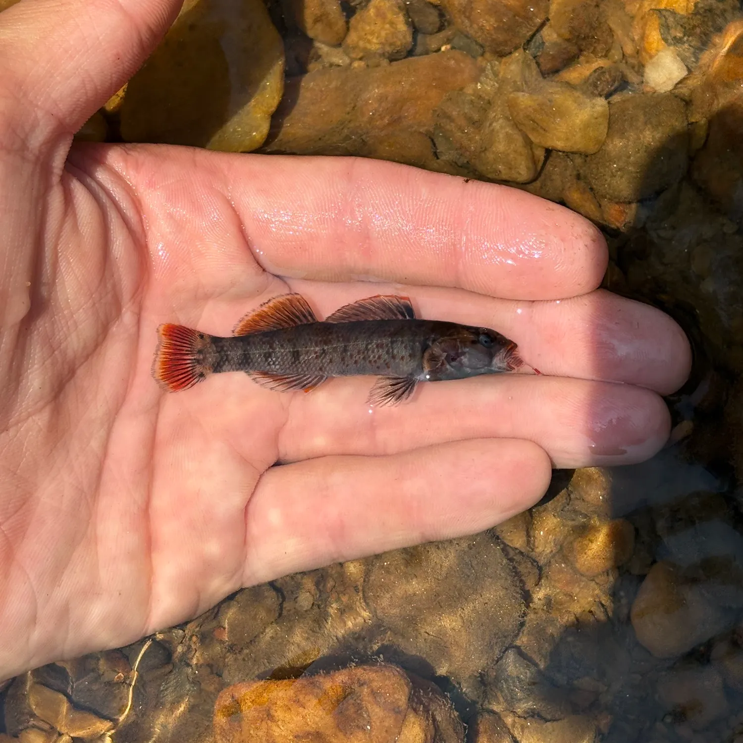 The most recent Greenthroat darter catches on Fishbrain