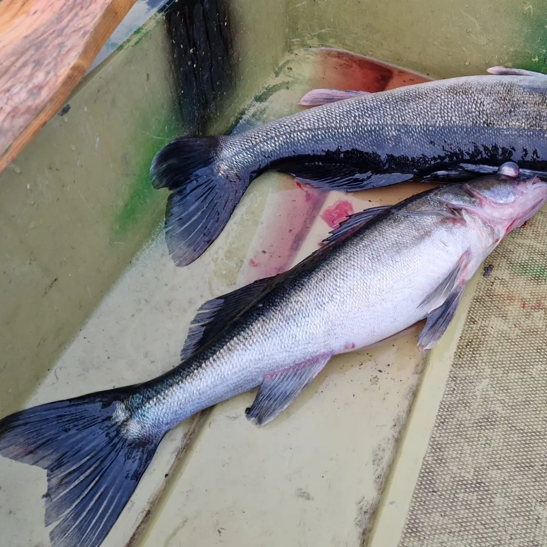 The most recent Zander catches on Fishbrain