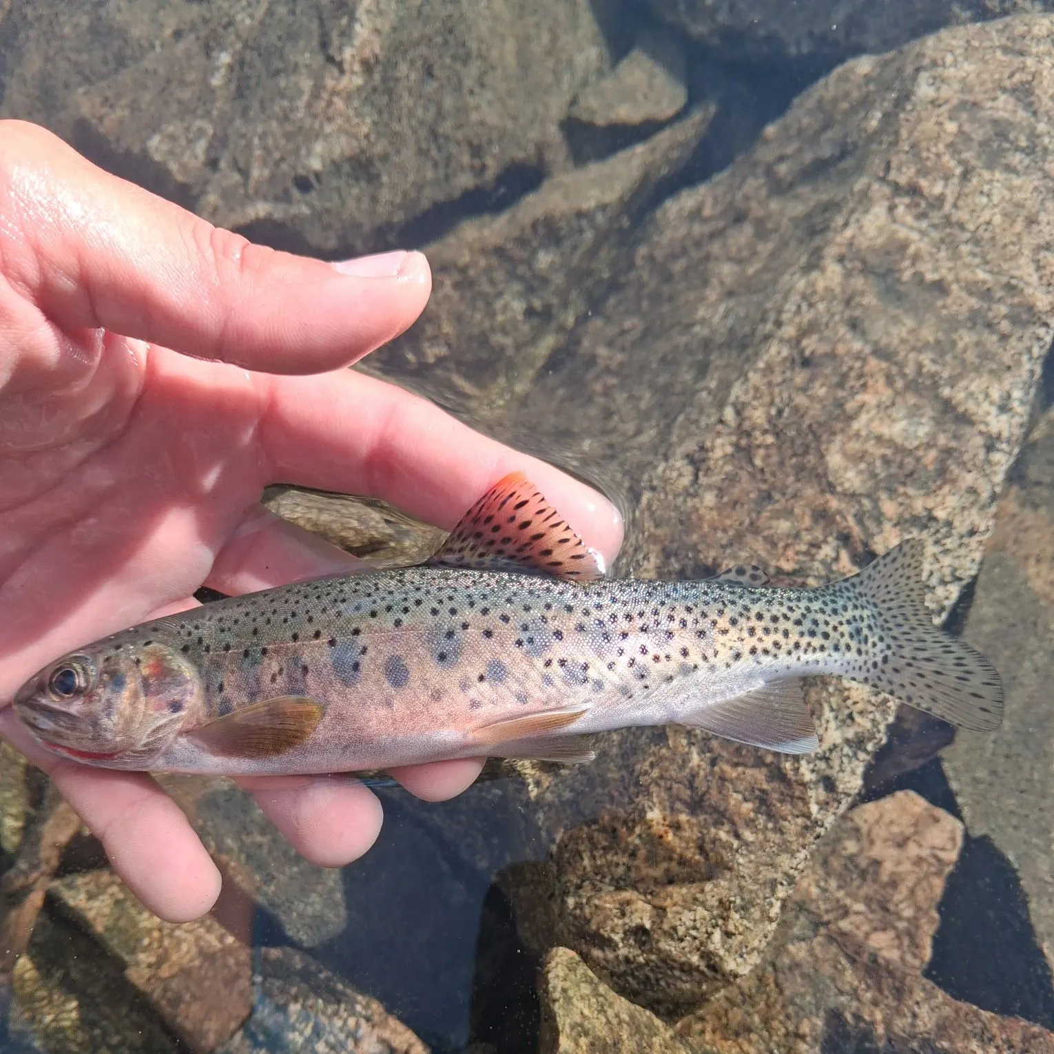 The most recent Westslope cutthroat trout catches on Fishbrain