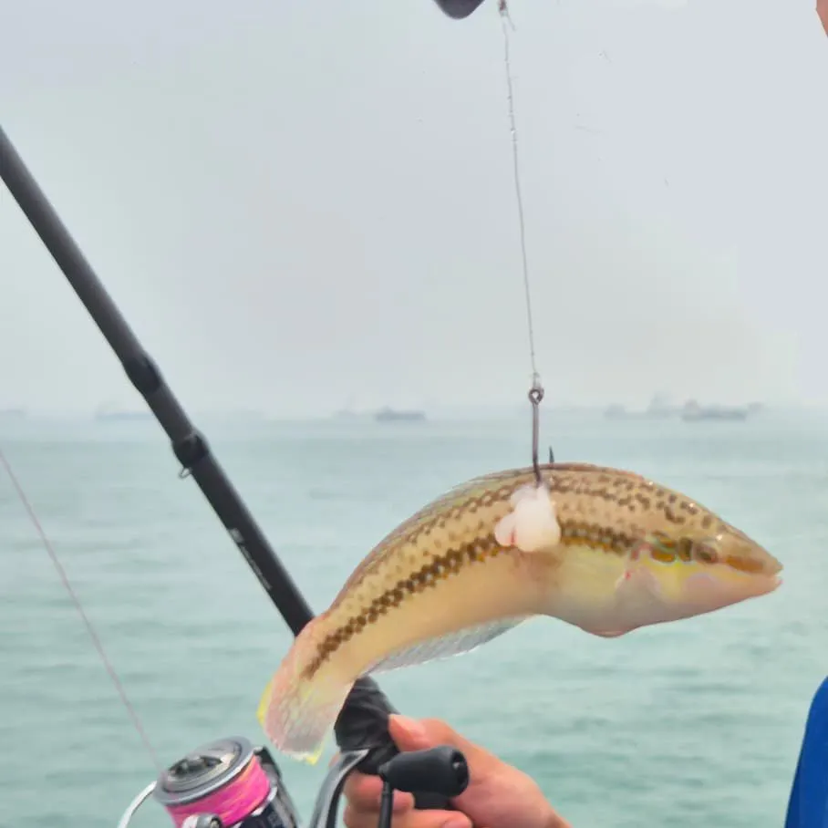 The most recent Bubblefin wrasse catches on Fishbrain