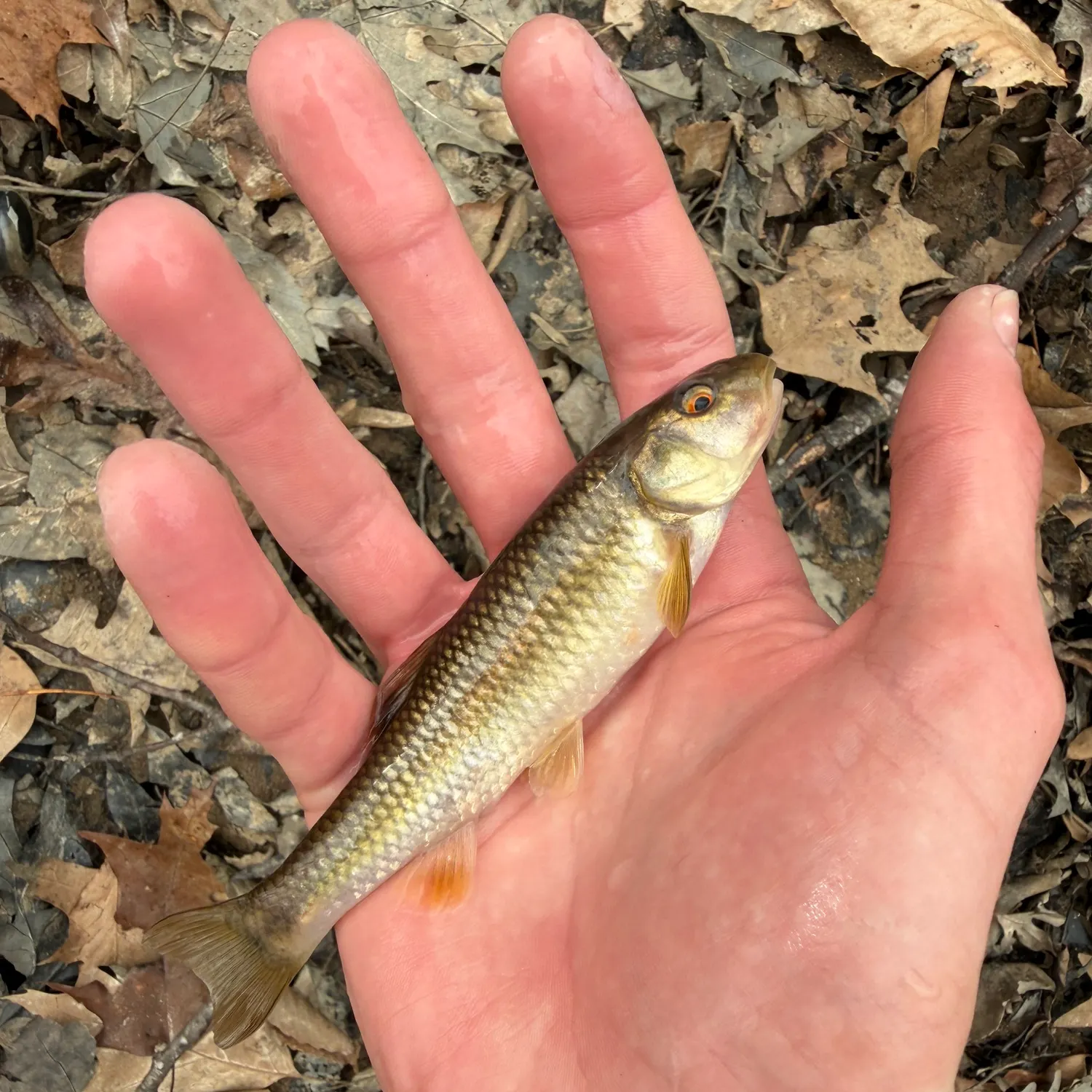 The most recent Bluehead chub catches on Fishbrain