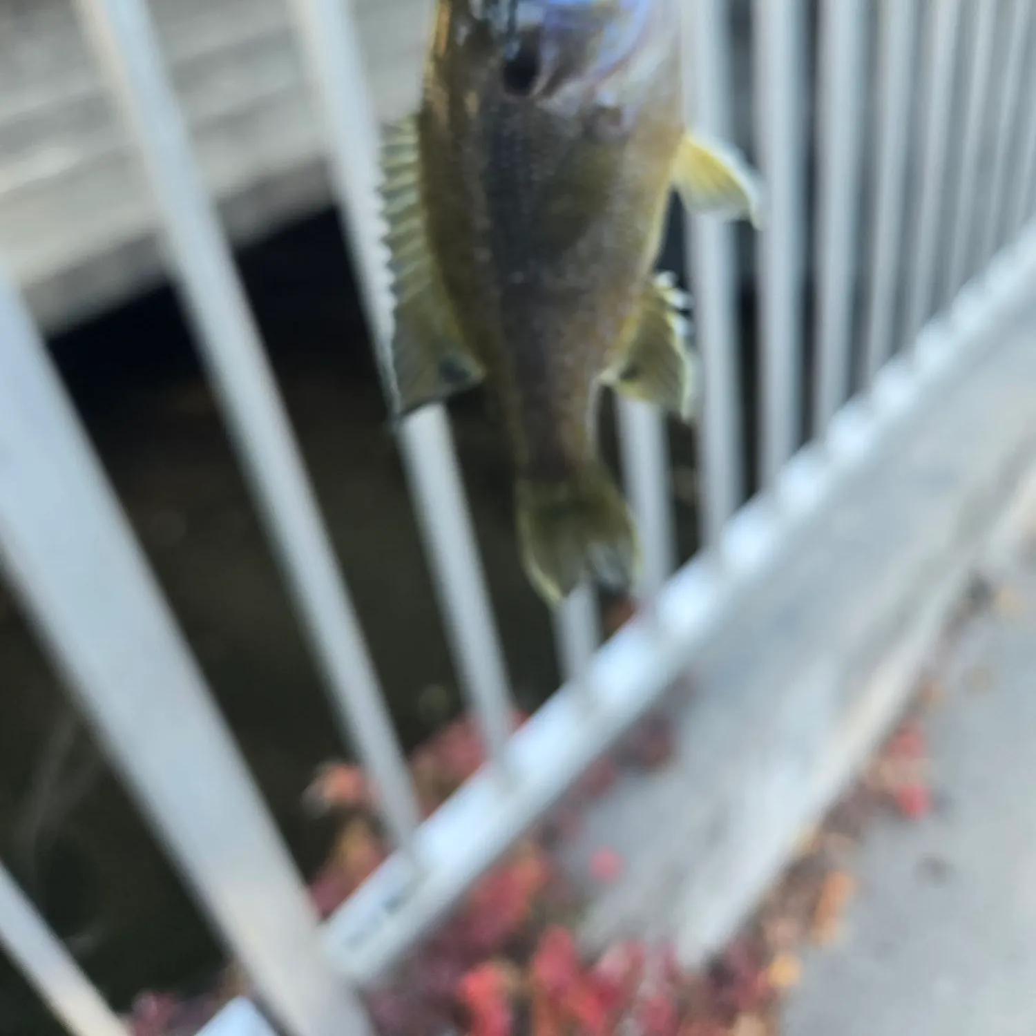 Green sunfish caught on Fishbrain