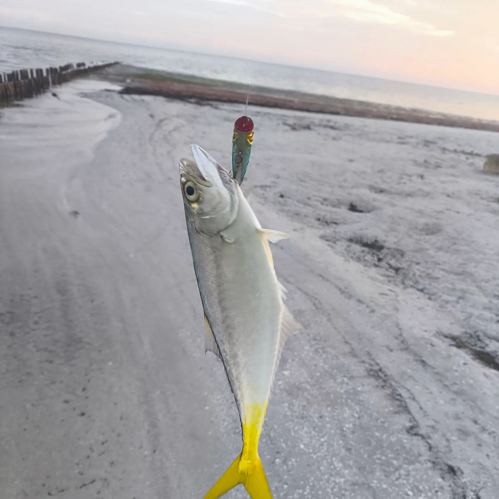Leatherjack caught on Fishbrain