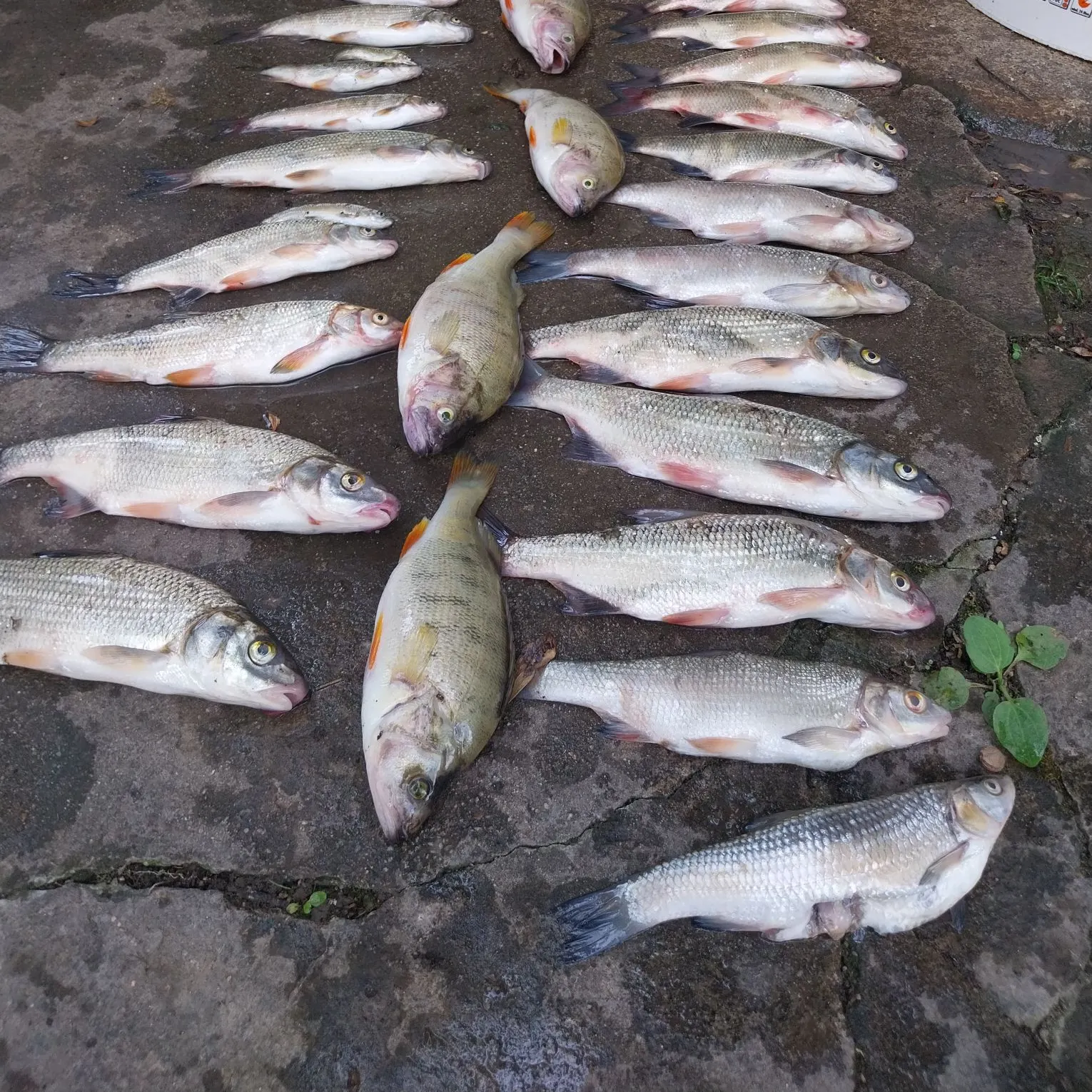 The most recent European chub catches on Fishbrain