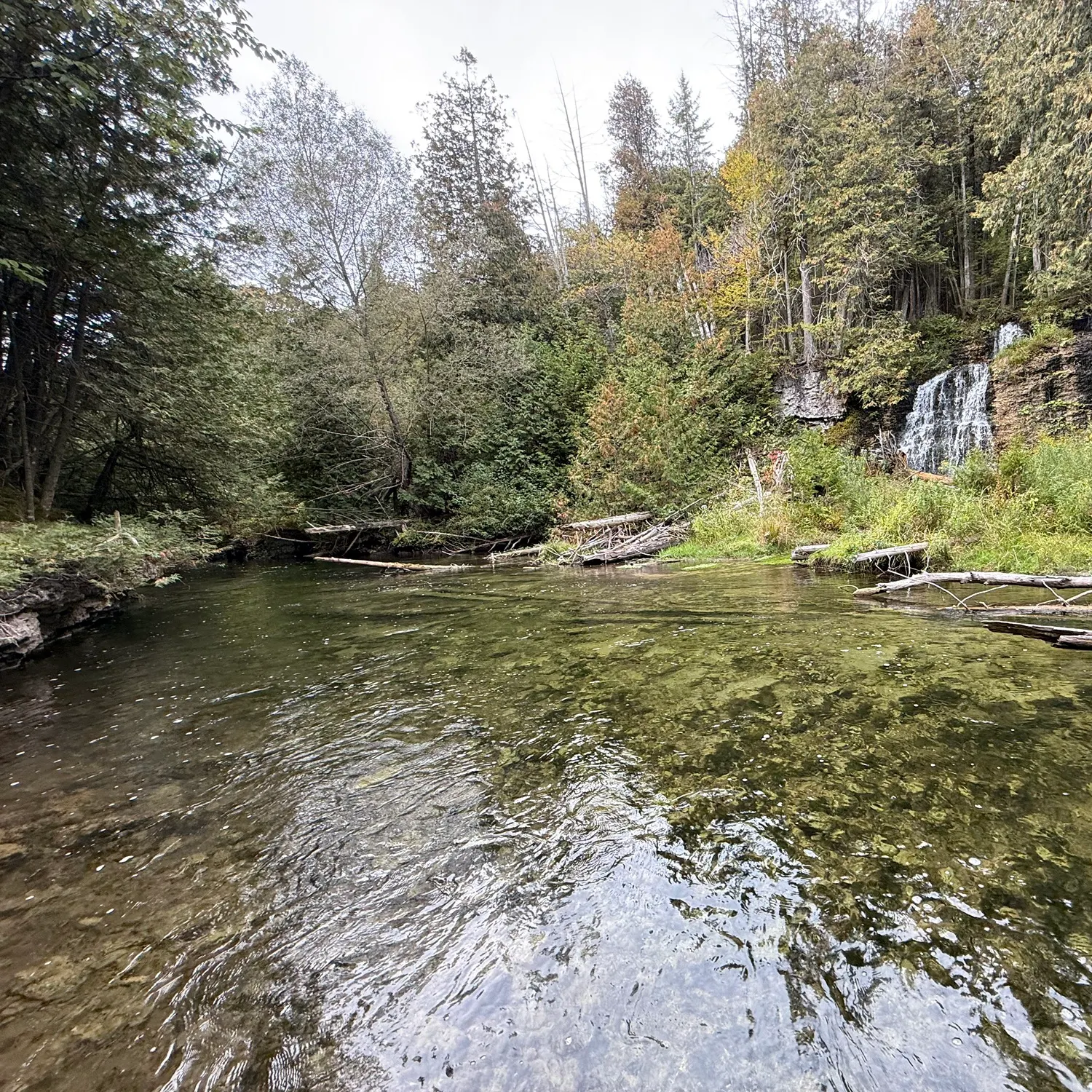 Brook trout caught on Fishbrain