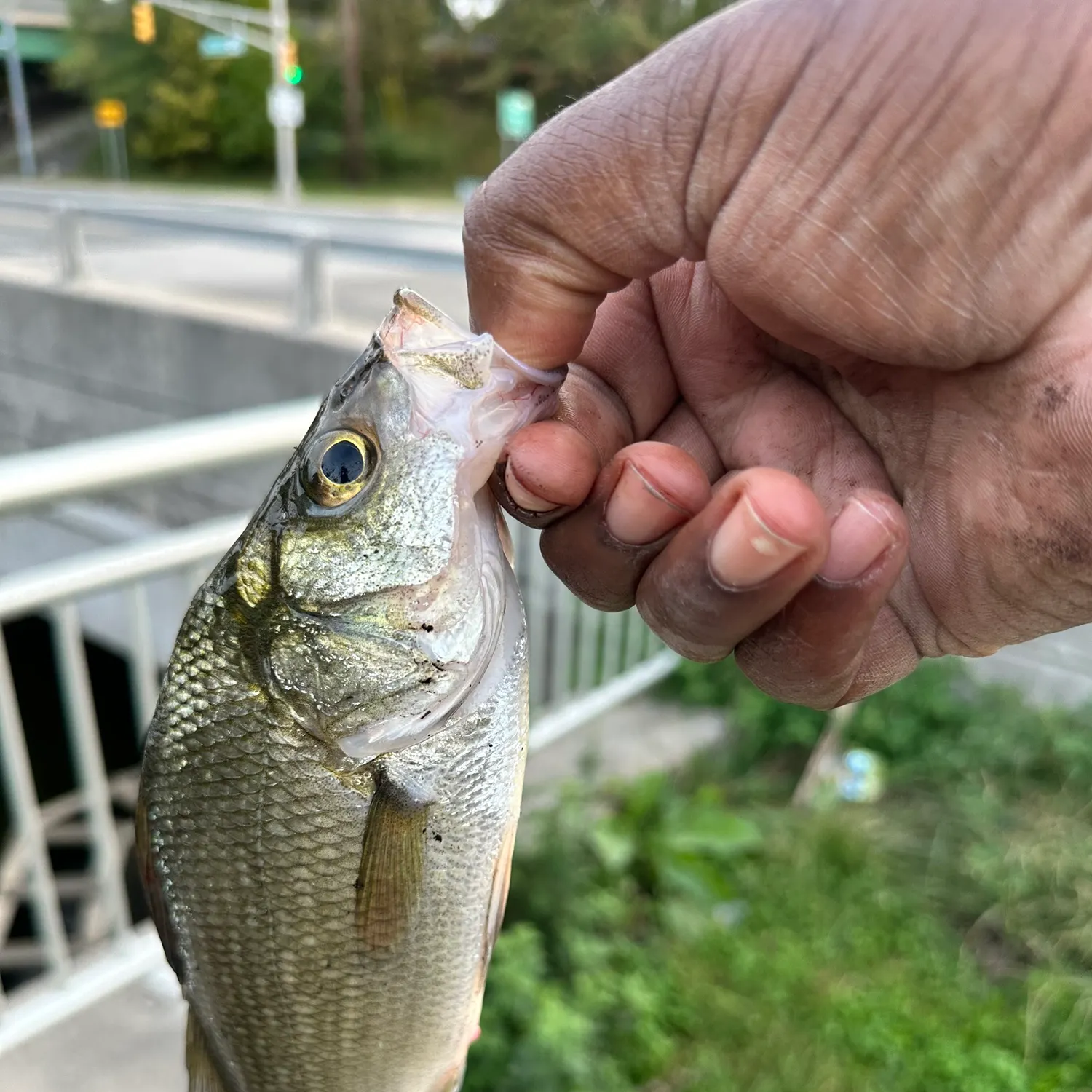 White perch caught on Fishbrain