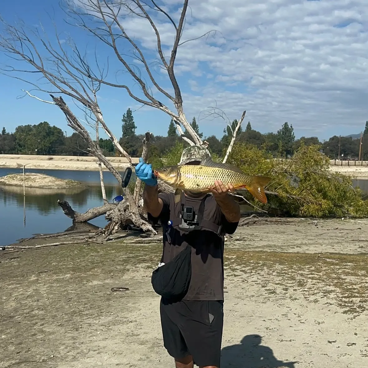 Common carp caught on Fishbrain