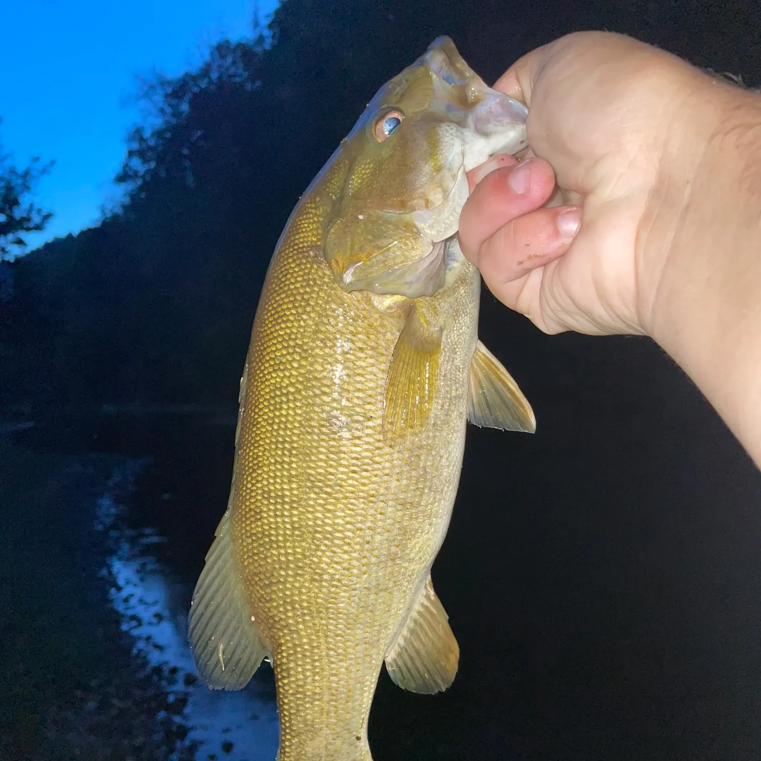 Smallmouth bass caught on Fishbrain