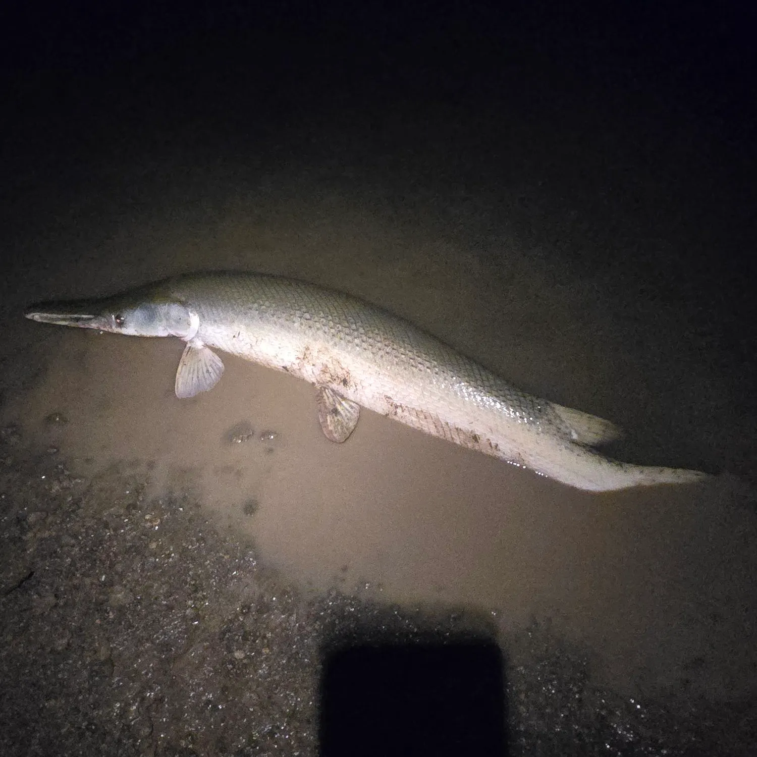 The most recent Alligator gar catches on Fishbrain