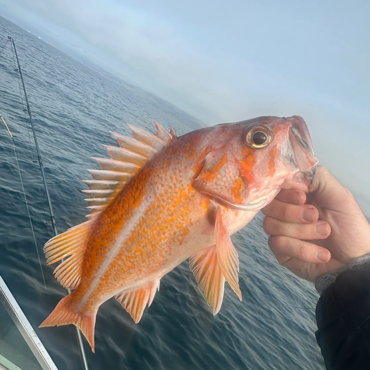 The most recent Canary rockfish catches on Fishbrain