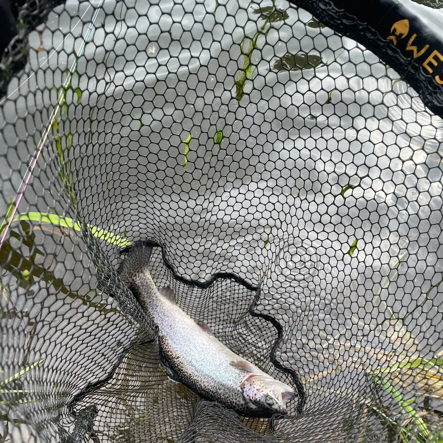 Rainbow trout caught on Fishbrain
