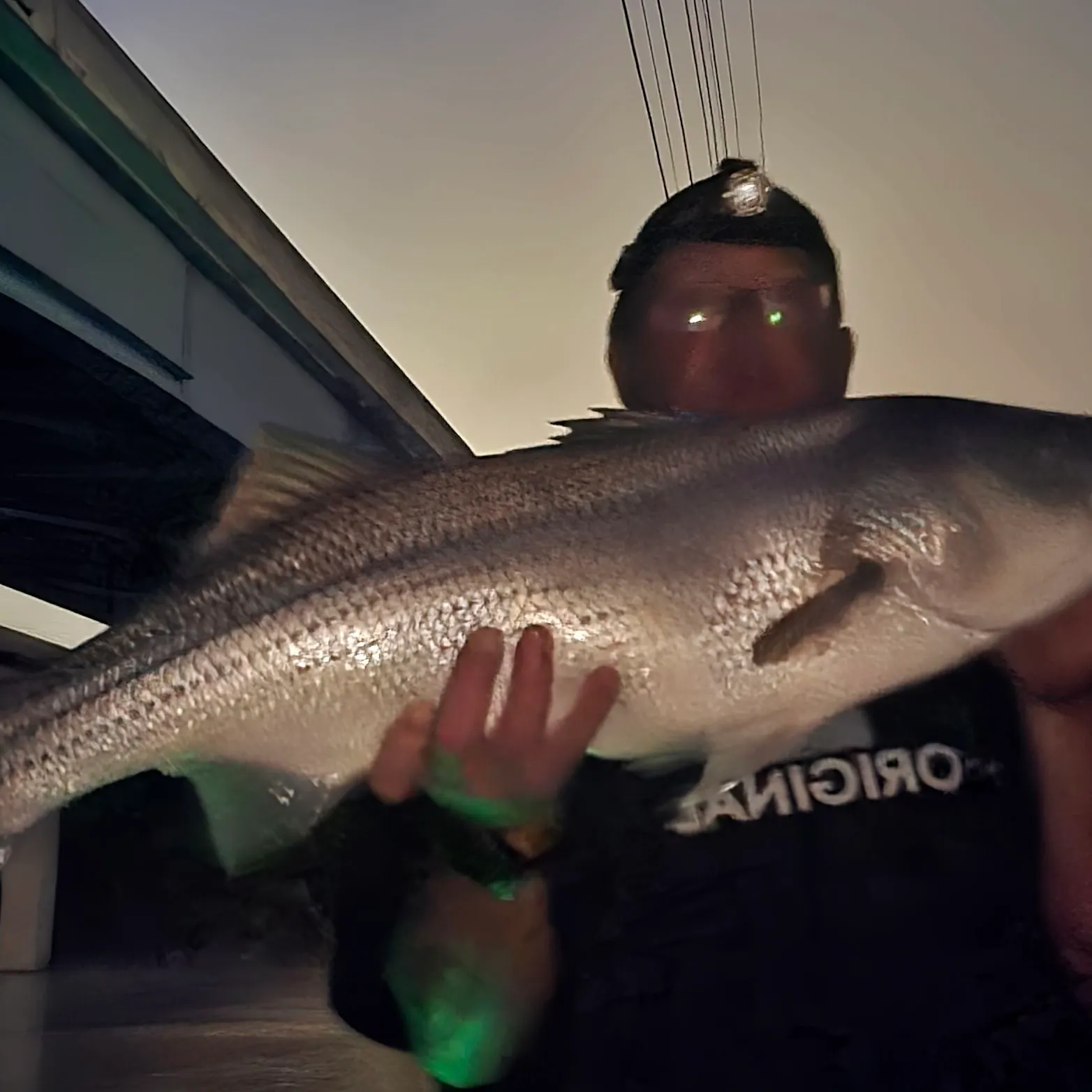 Striped bass caught on Fishbrain