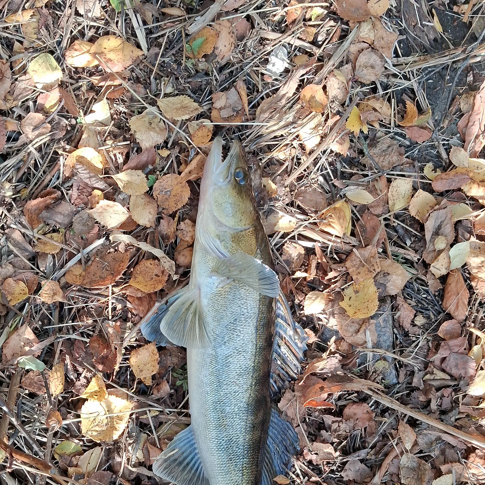 Zander caught on Fishbrain