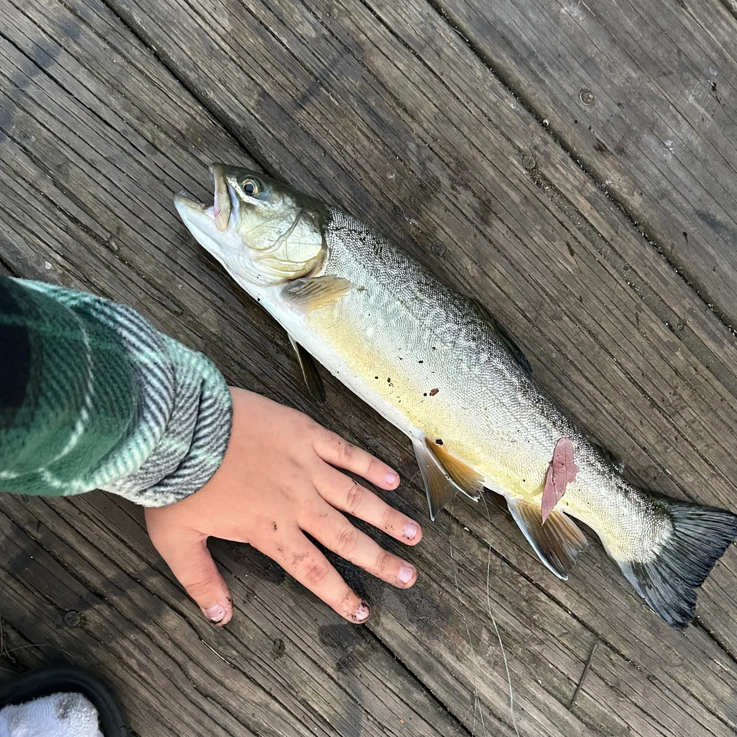 Tiger trout caught on Fishbrain