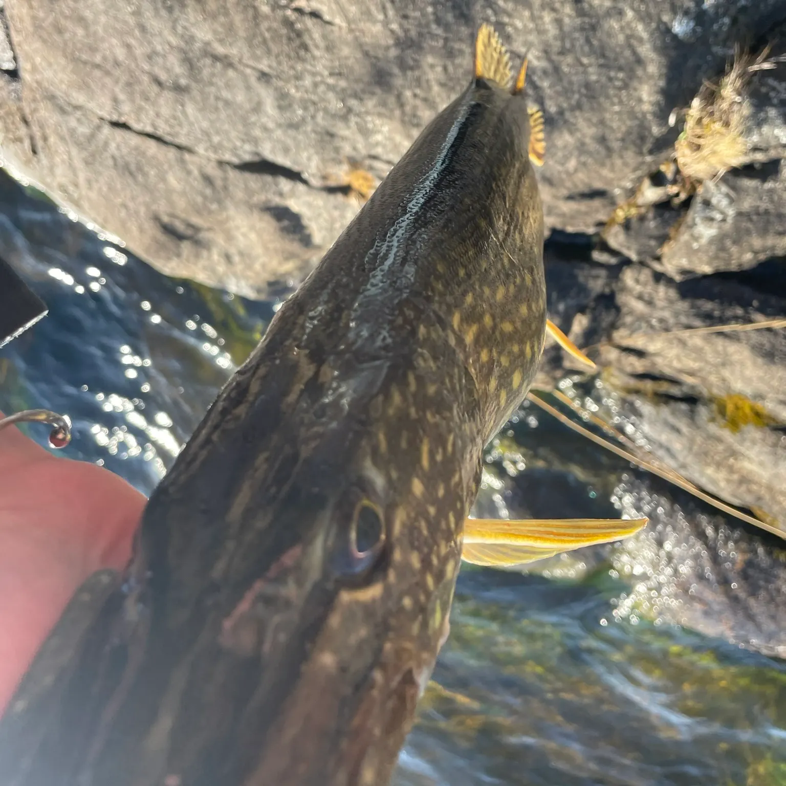 The most recent Northern pike catches on Fishbrain
