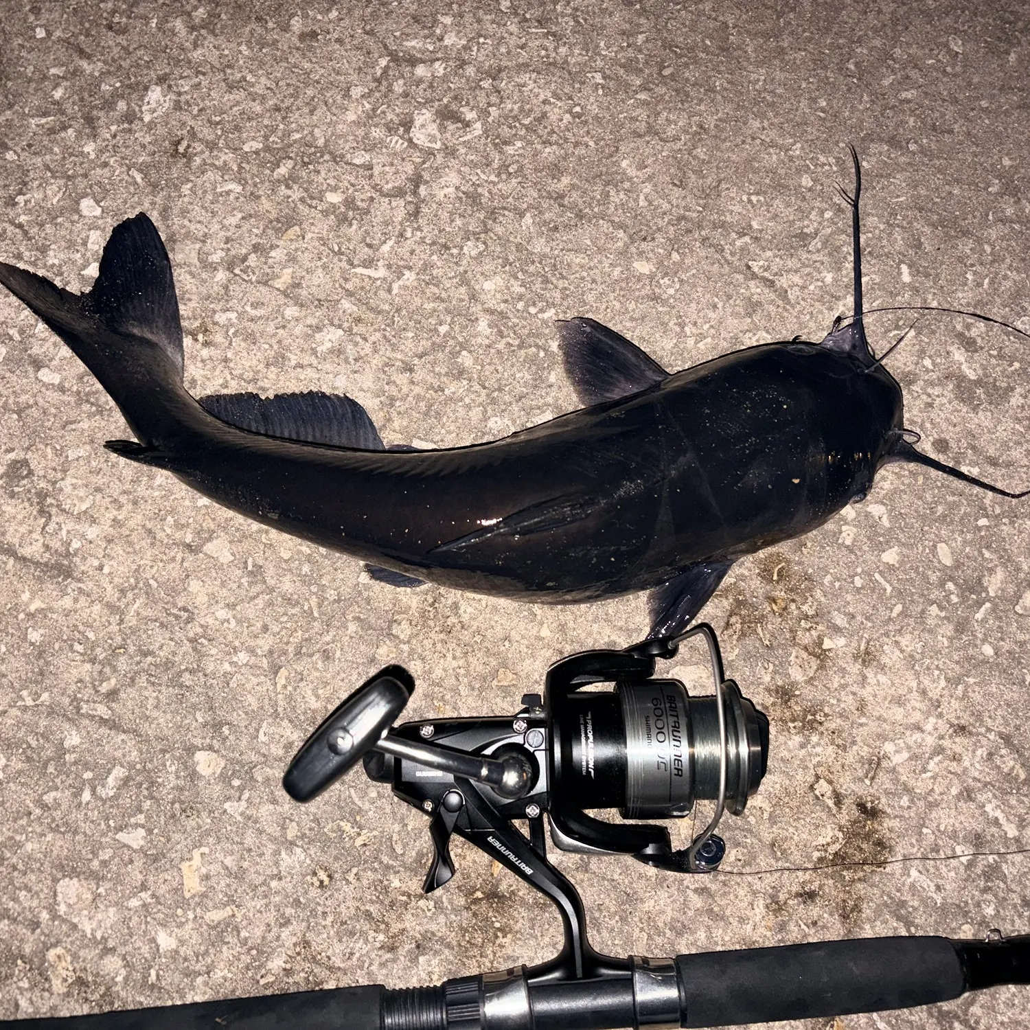 Channel catfish caught on Fishbrain