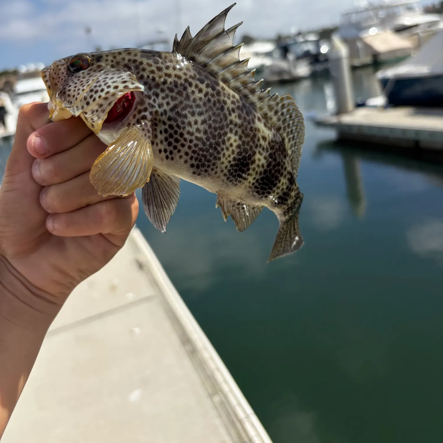 Spotted sand bass caught on Fishbrain