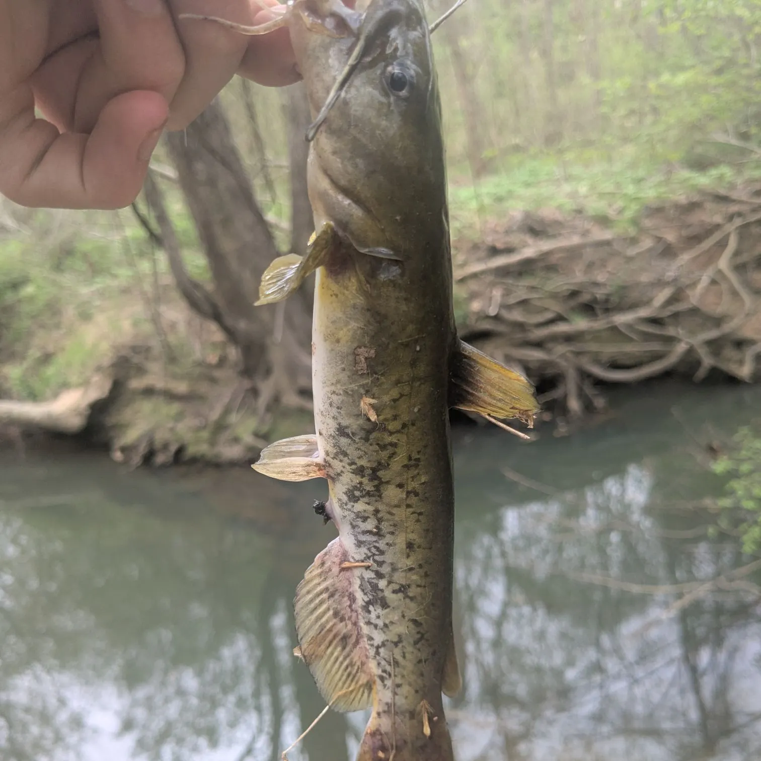 most liked catch image