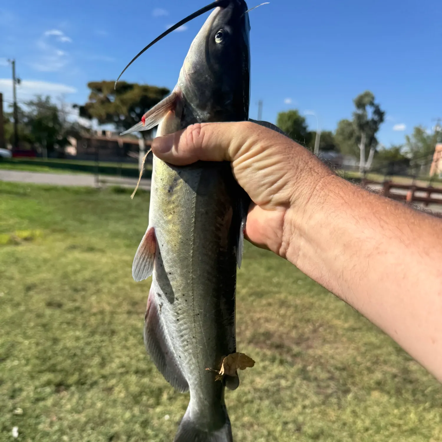 Channel catfish caught on Fishbrain