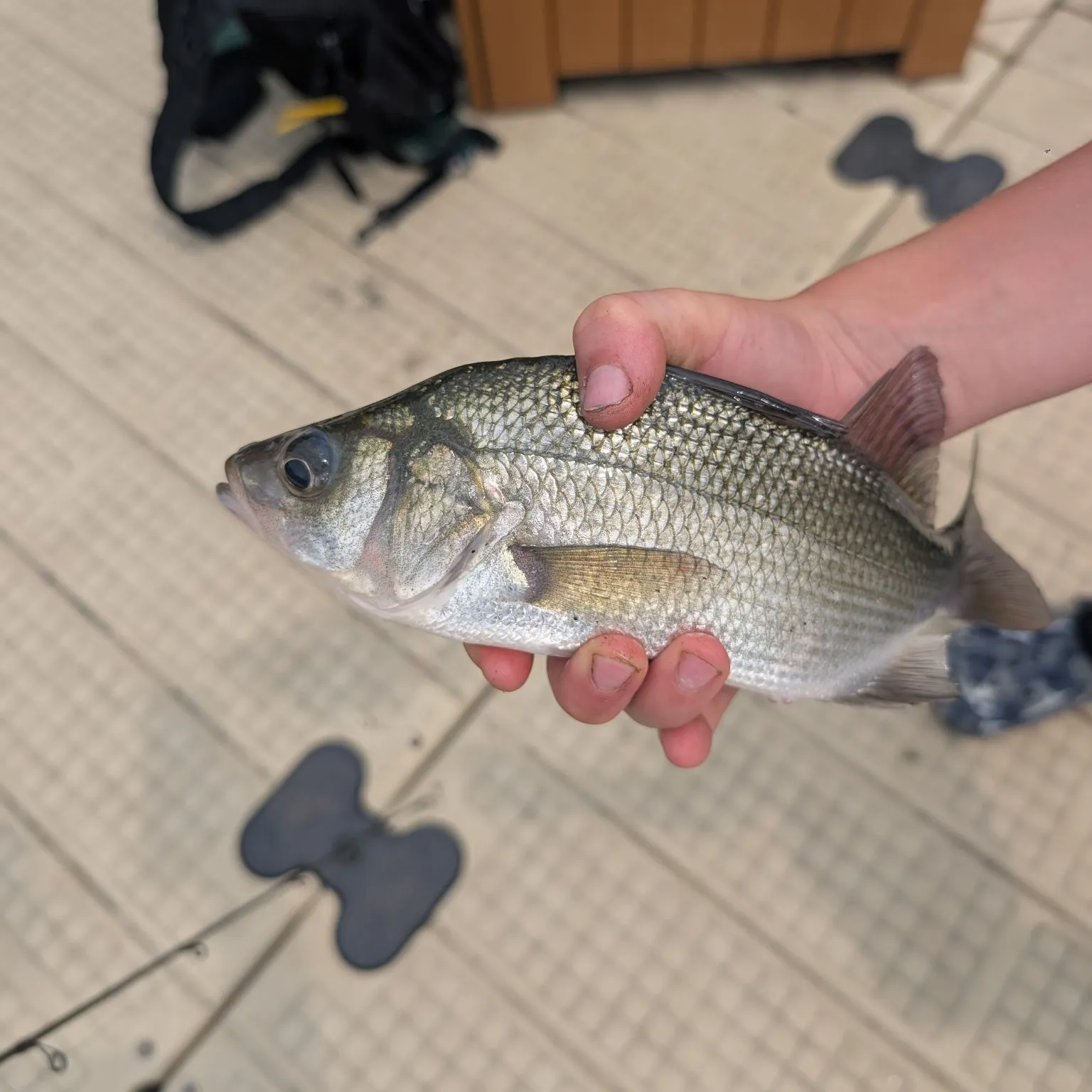 White perch caught on Fishbrain