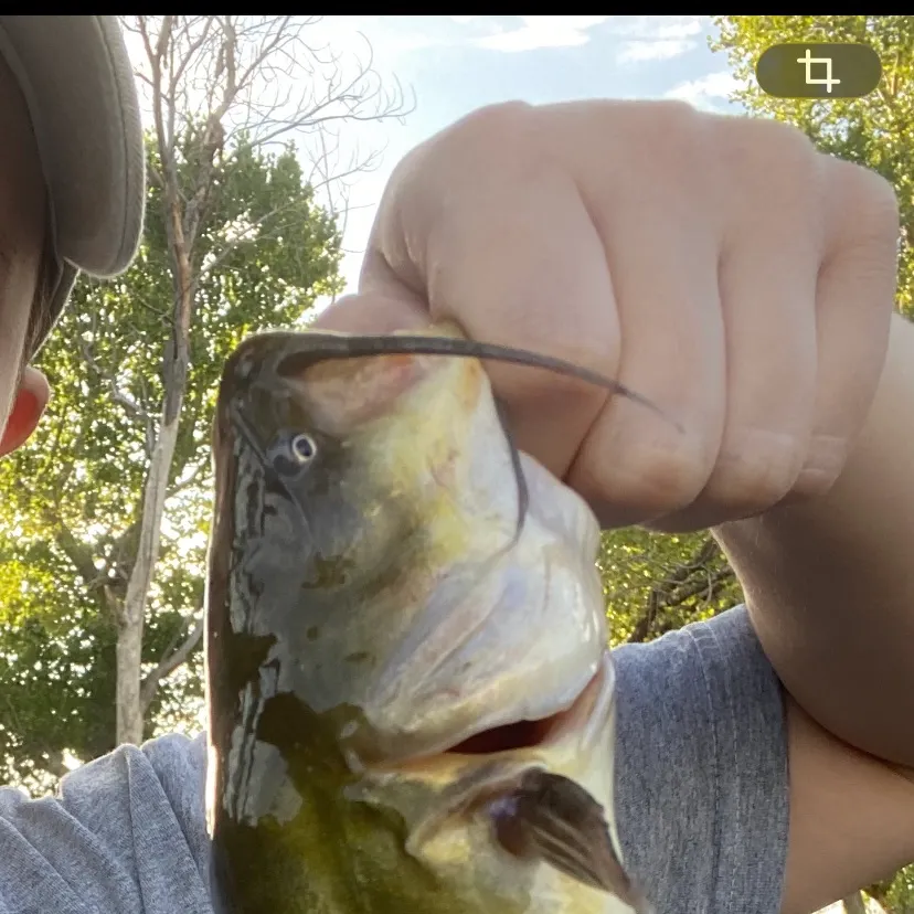 Yellow bullhead caught on Fishbrain