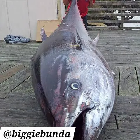 The most recent Albacore catches on Fishbrain
