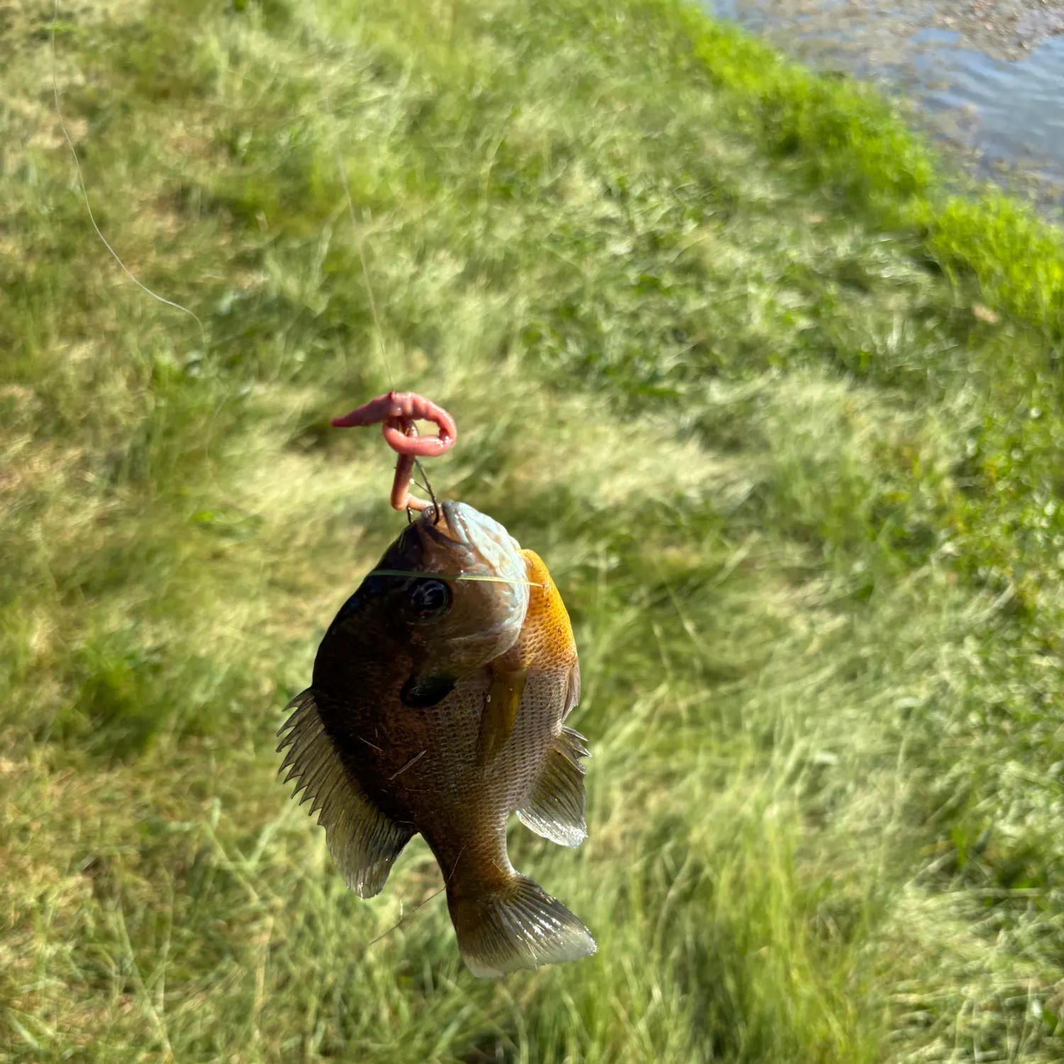 Bluegill caught on Fishbrain