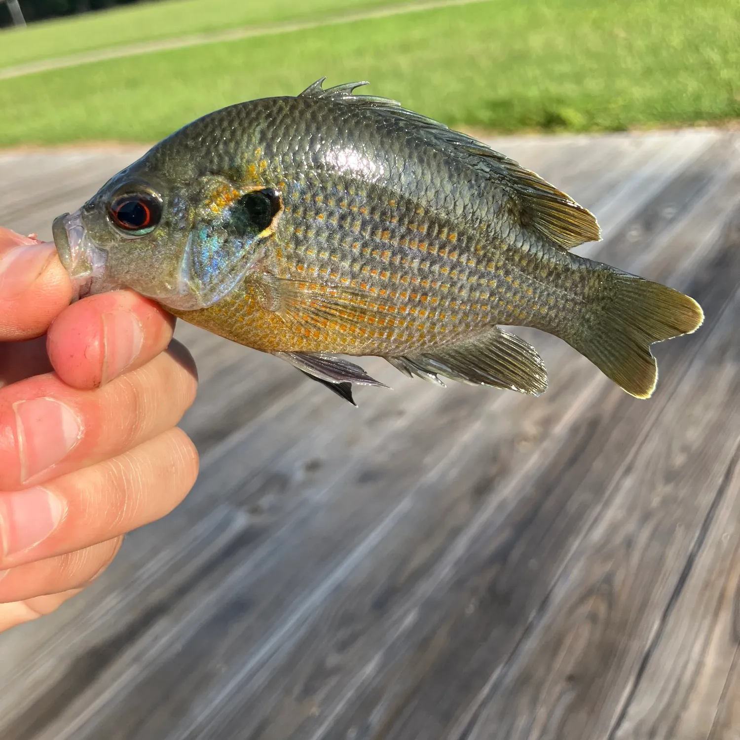 The most recent Redspotted sunfish catches on Fishbrain