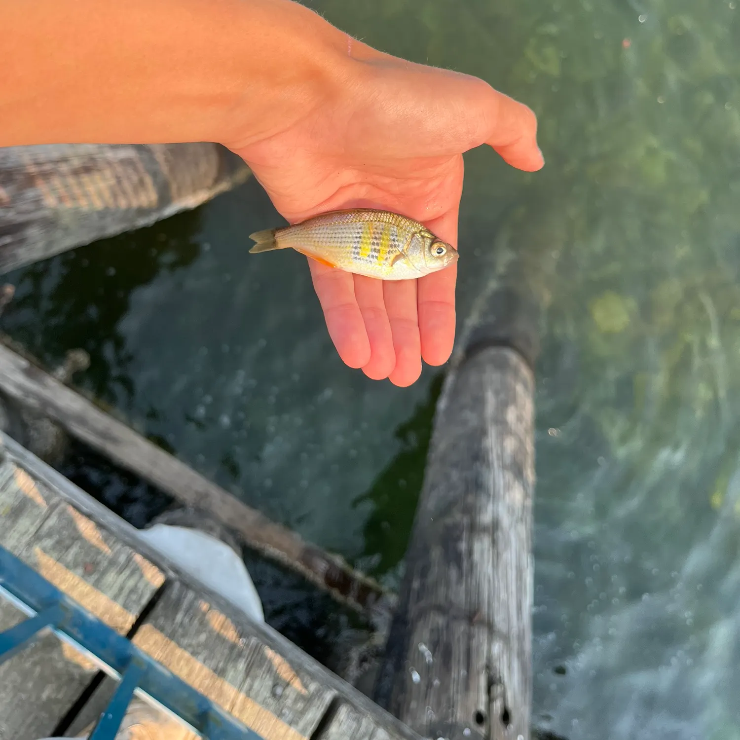 Shiner perch caught on Fishbrain