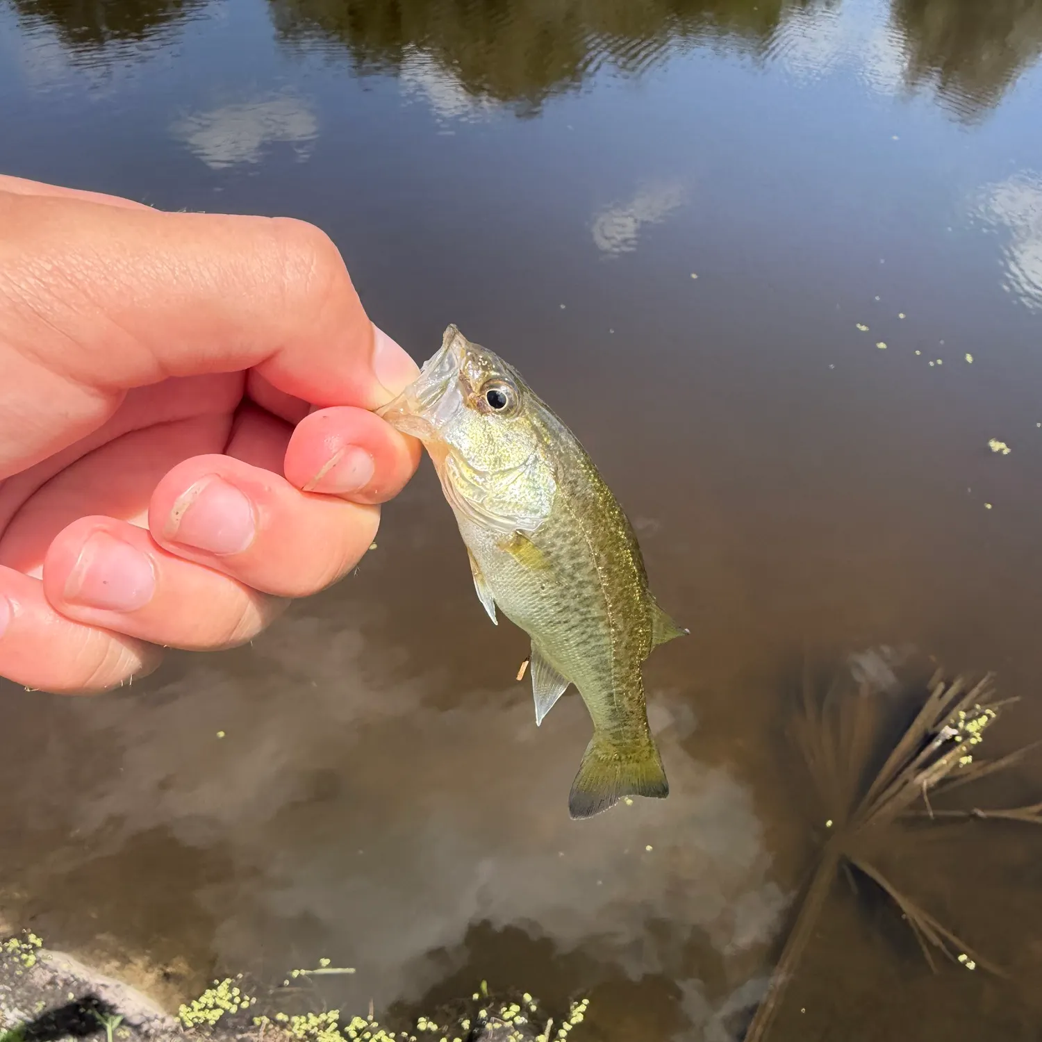 The most recent Bighead carp catches on Fishbrain