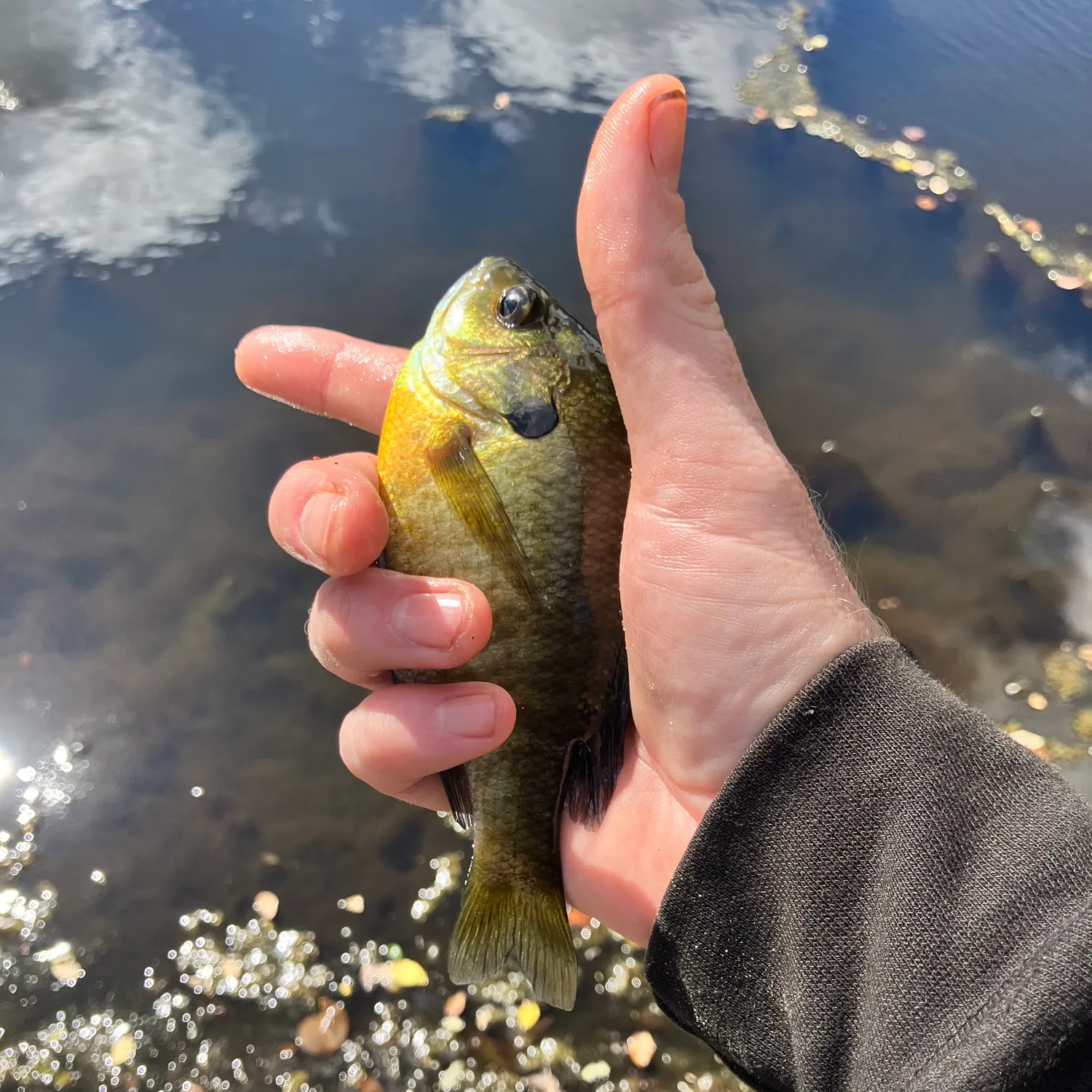 Bluegill caught on Fishbrain