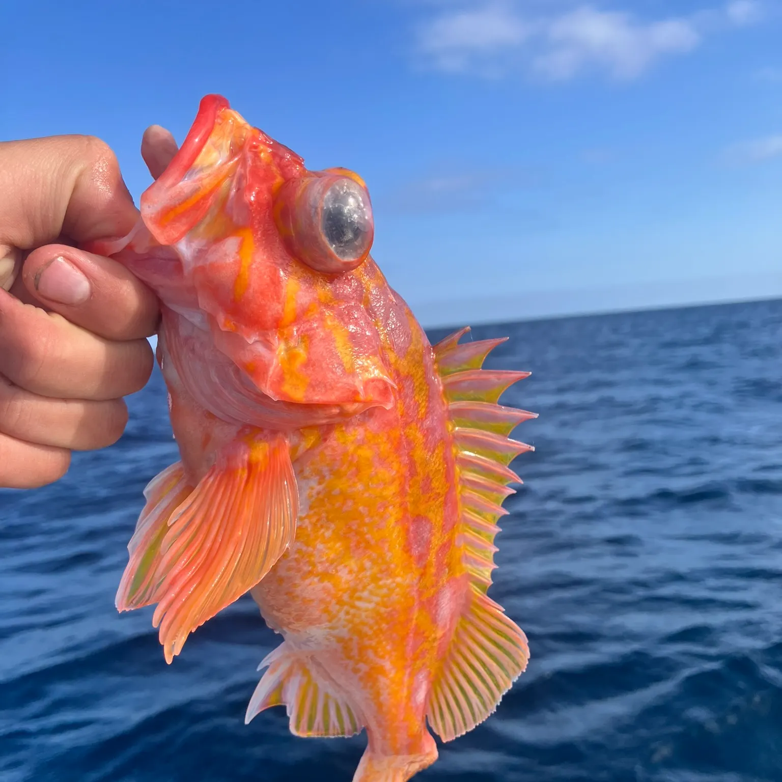 The most recent Rosy rockfish catches on Fishbrain