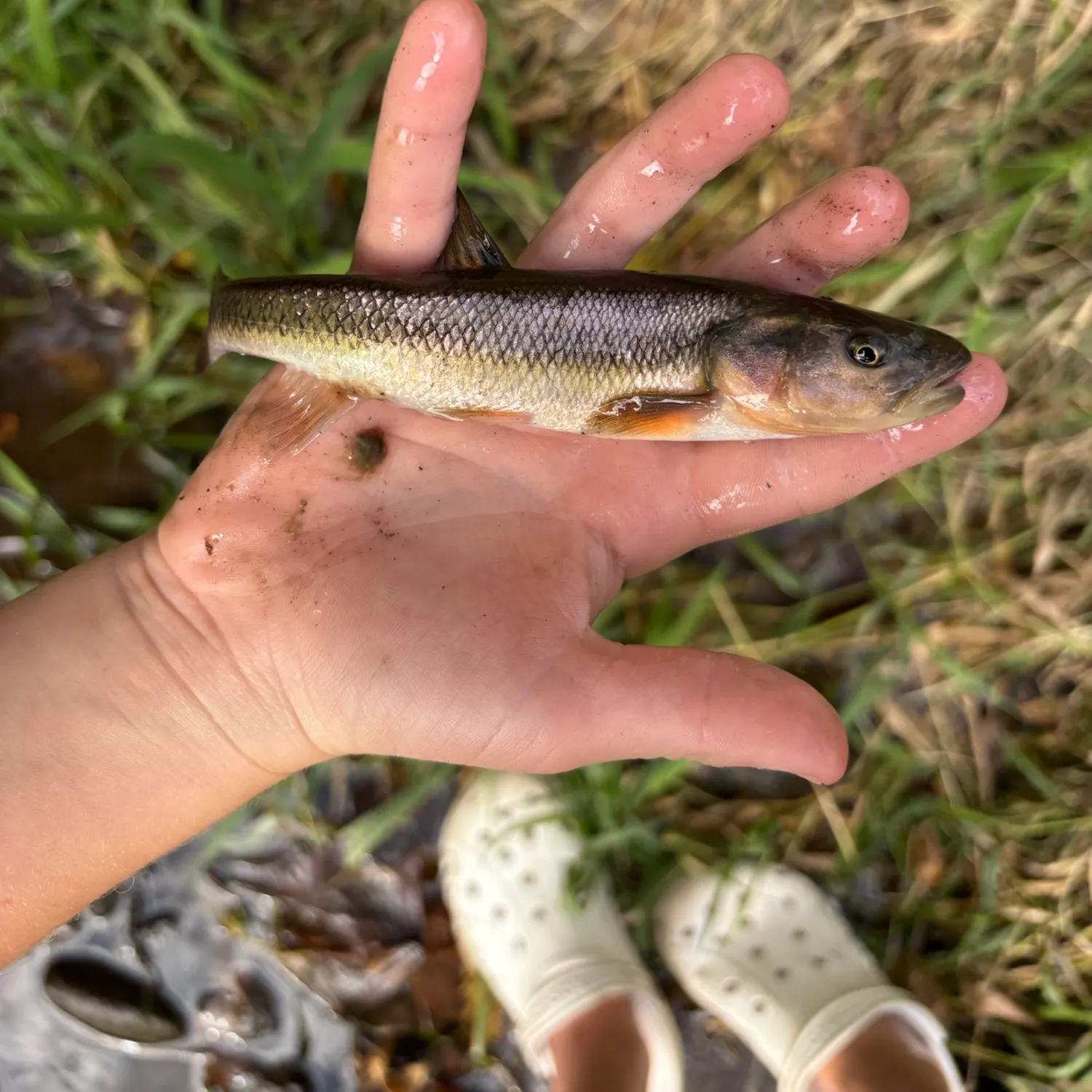 Creek chub caught on Fishbrain