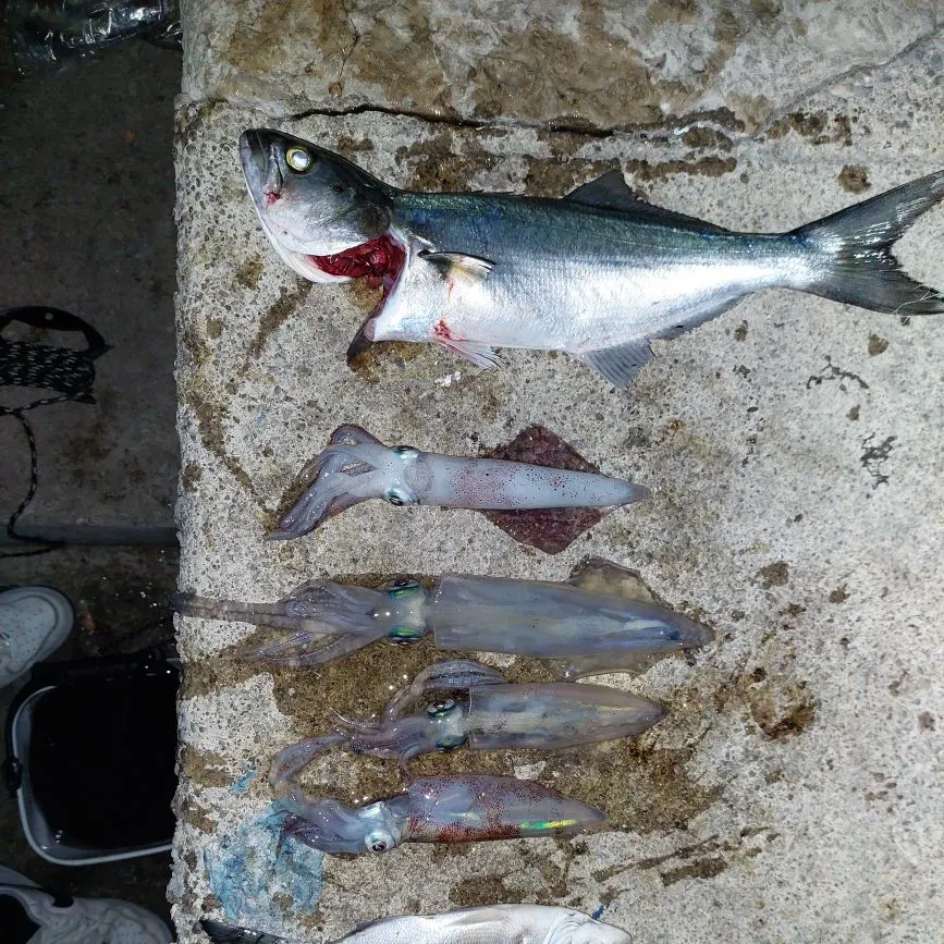 Southern calamari caught on Fishbrain