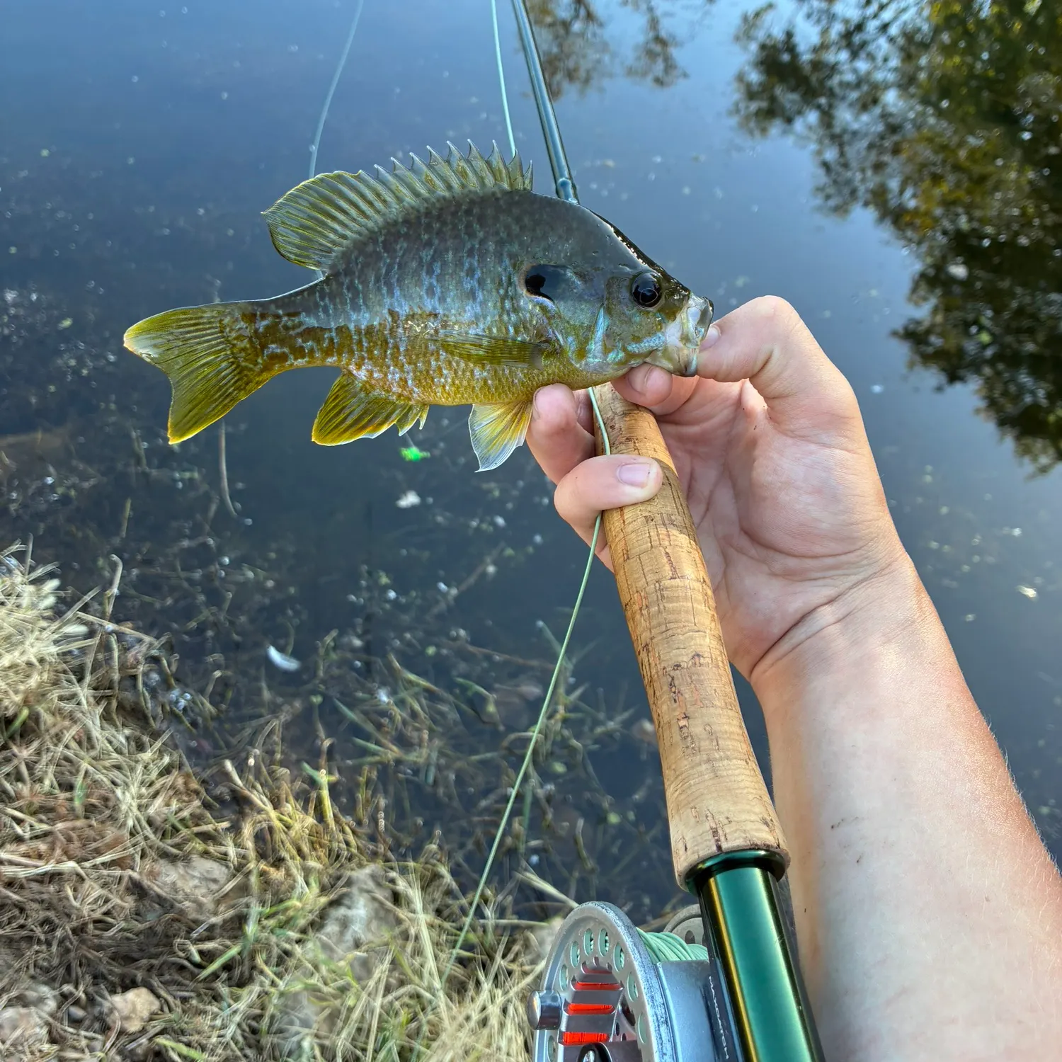 Greengill hybrid caught on Fishbrain