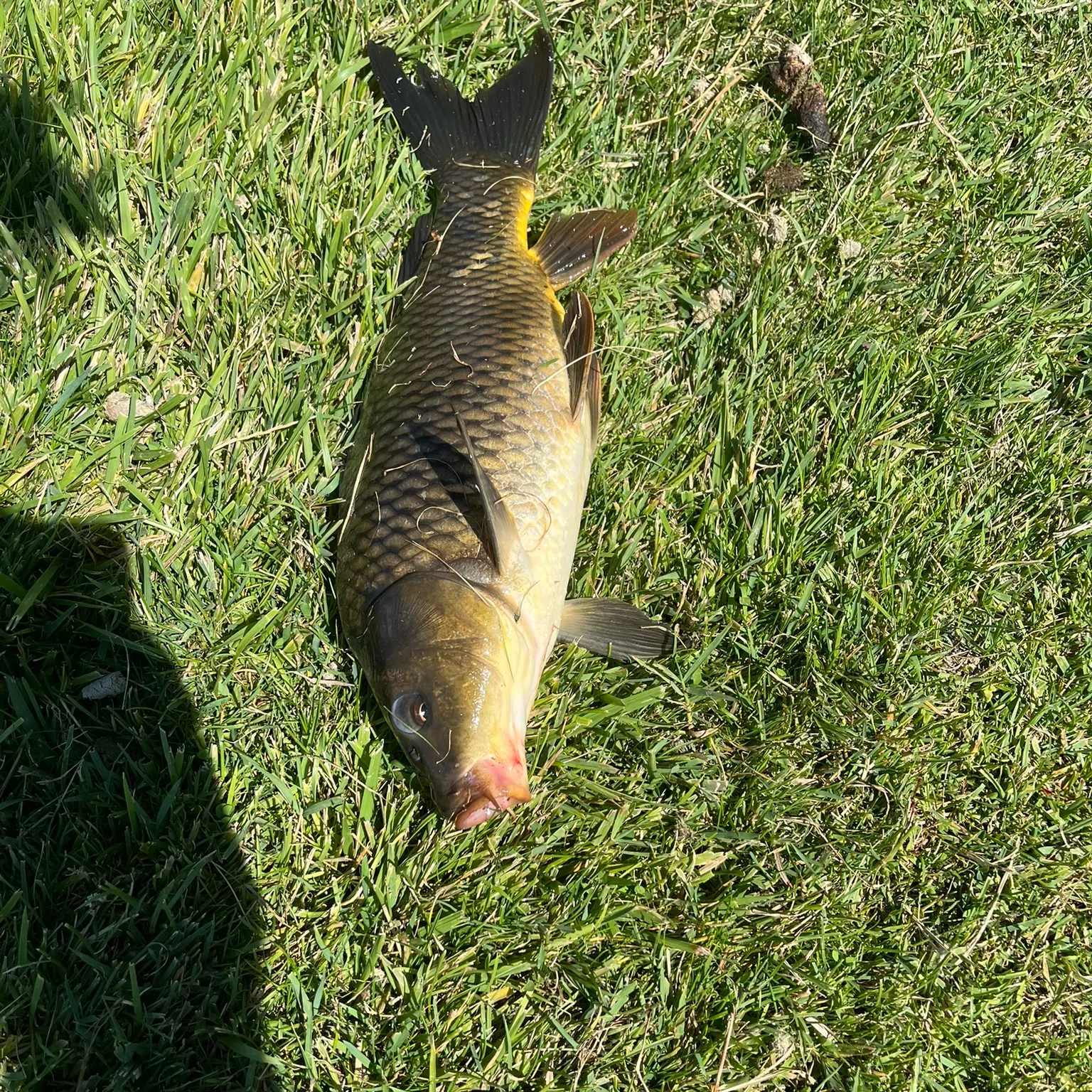 The most recent Common carp catches on Fishbrain