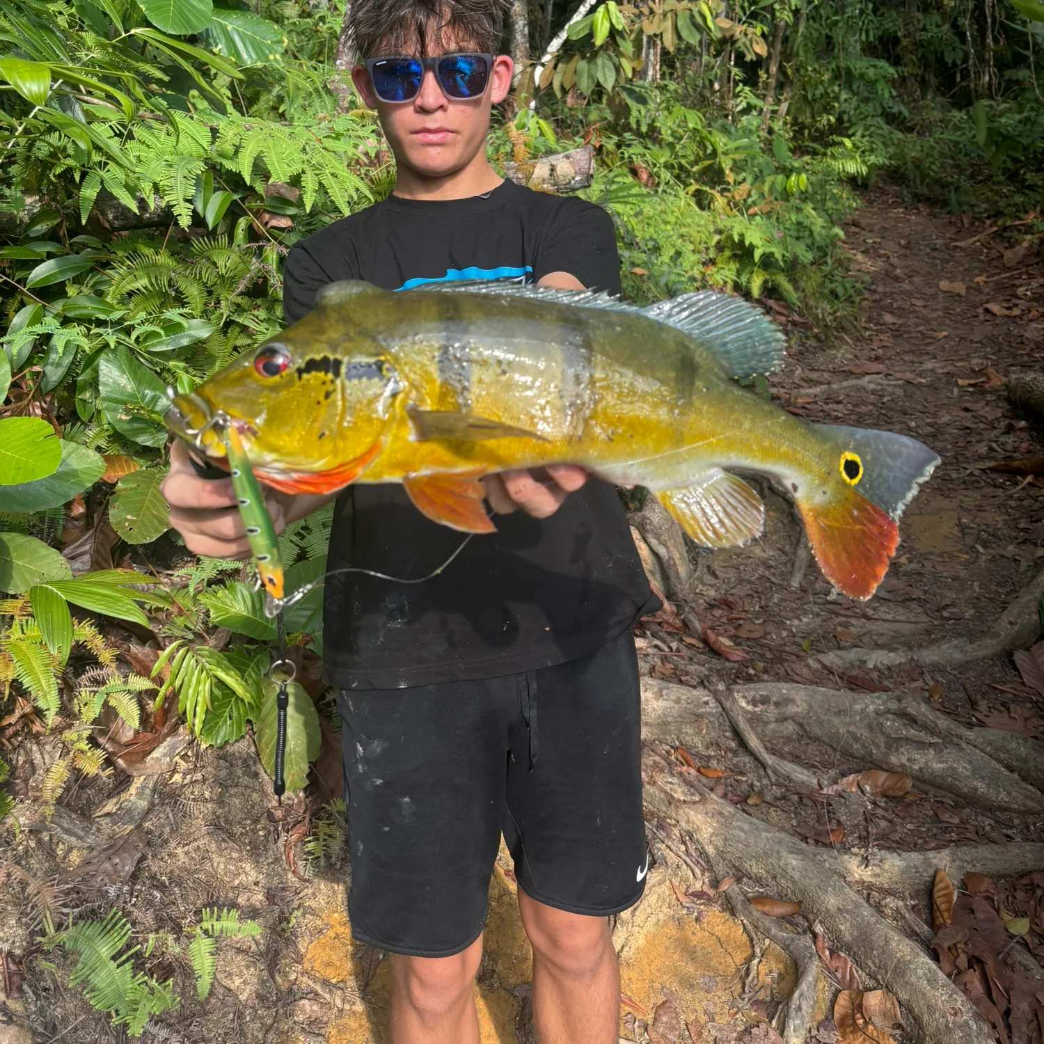 The most recent Speckled peacock bass catches on Fishbrain