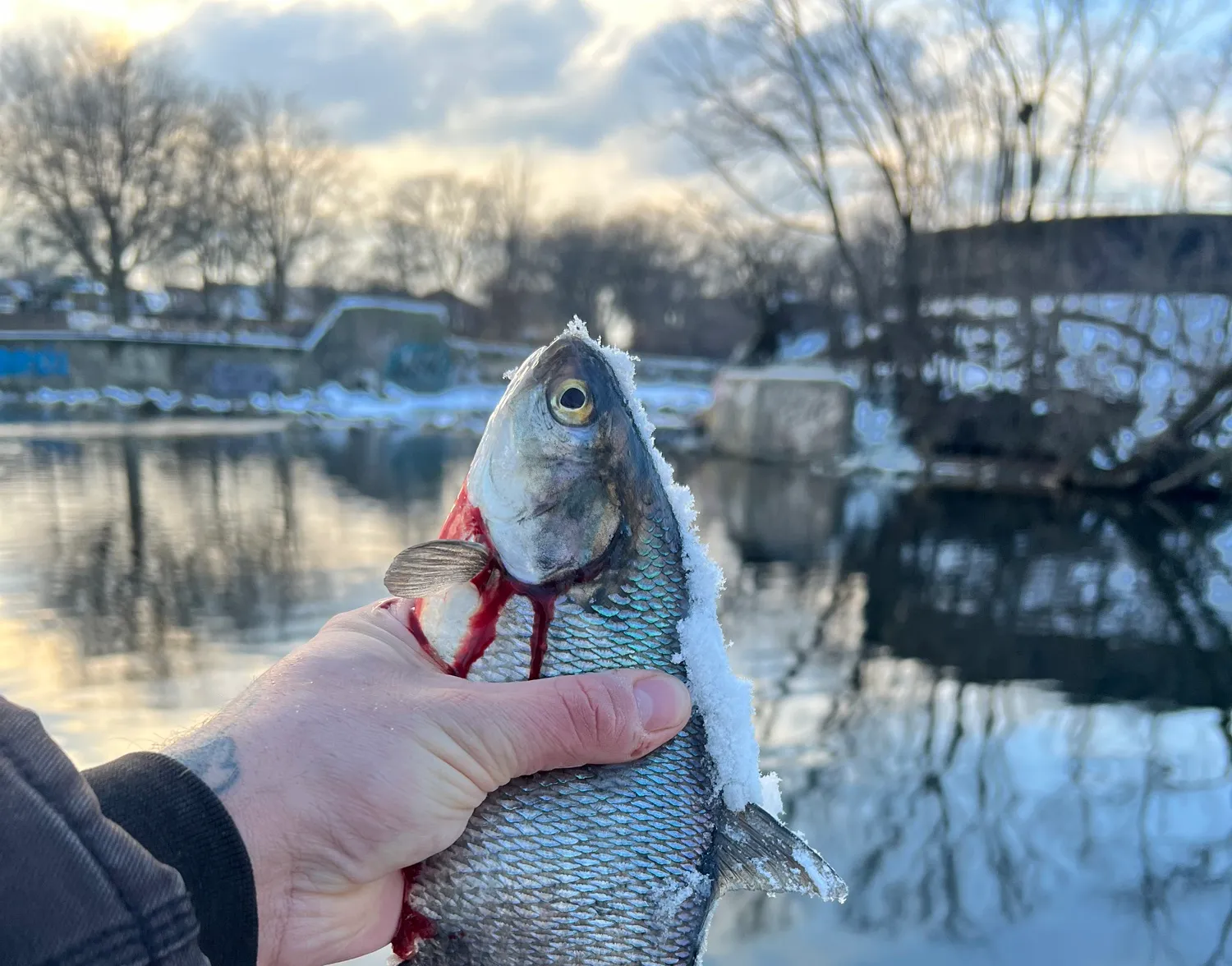 American gizzard shad